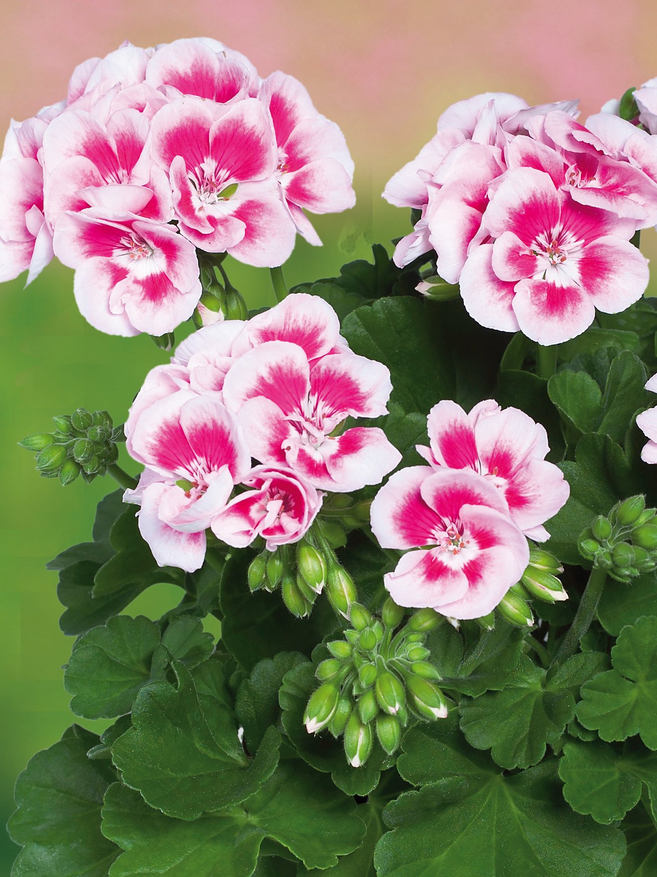 Geranium/Pelargonium Grandeur Dark White Splash