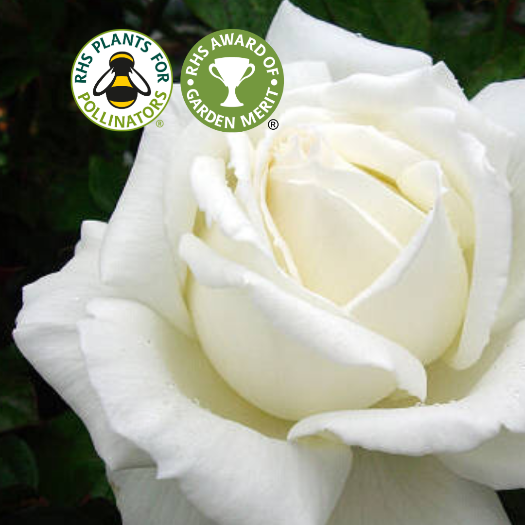 Rose Silver Anniversary