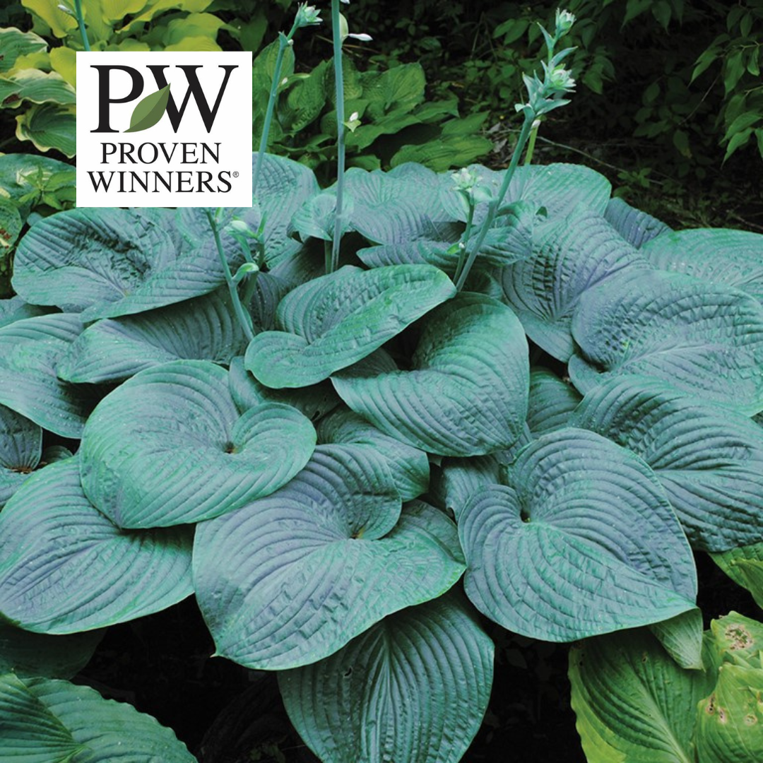 Hosta Shadowland Humpback Whale