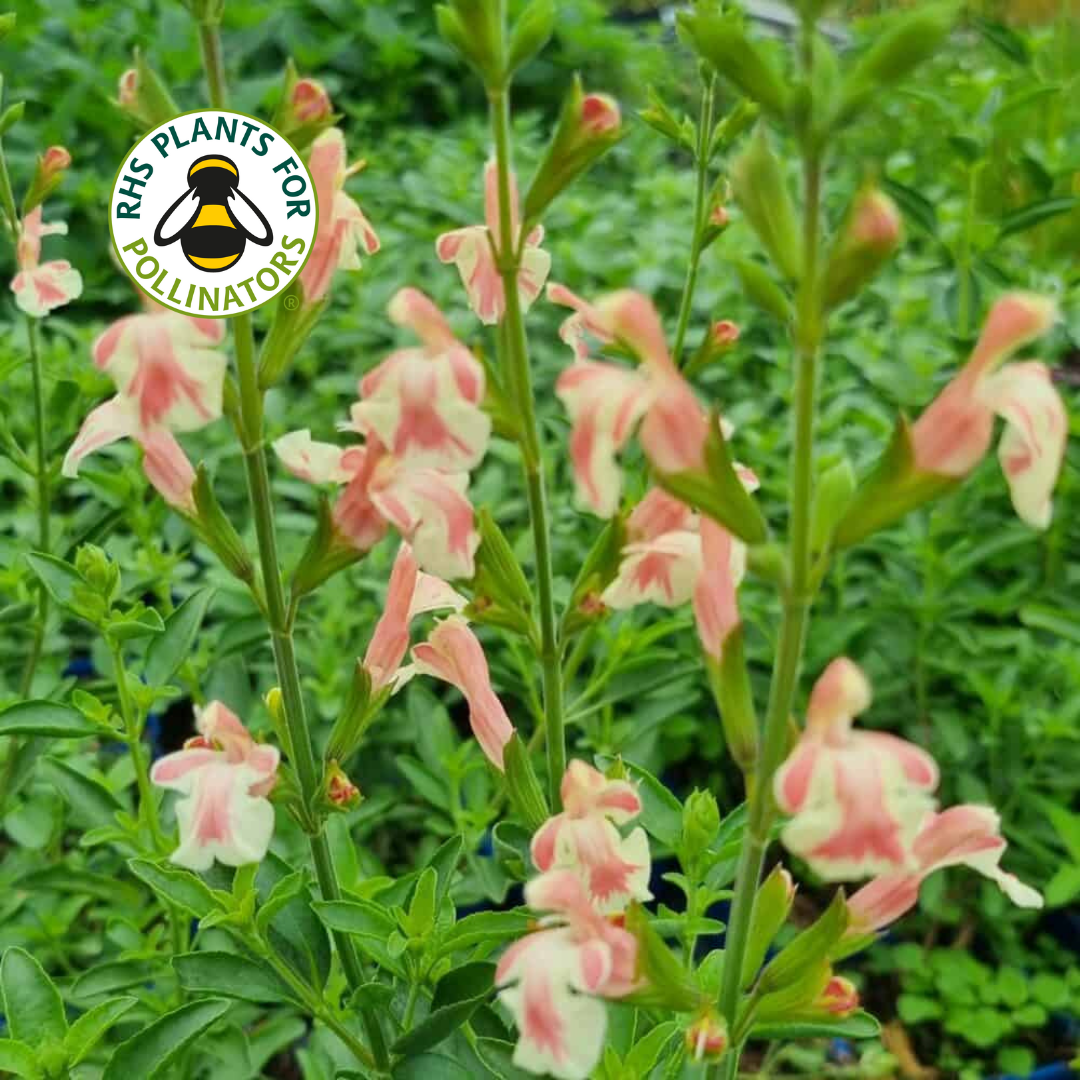 Salvia Belle de Loire