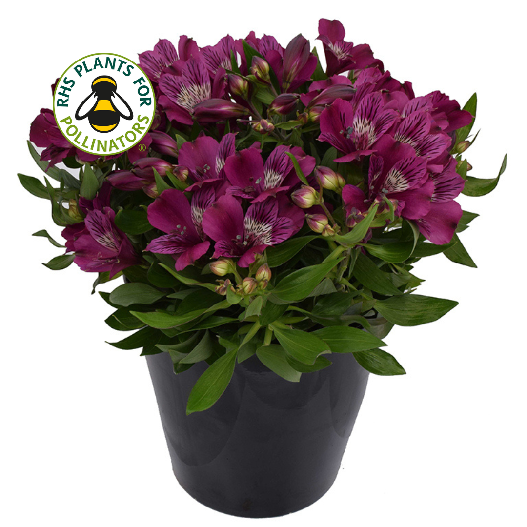 Alstroemeria Inca Noble