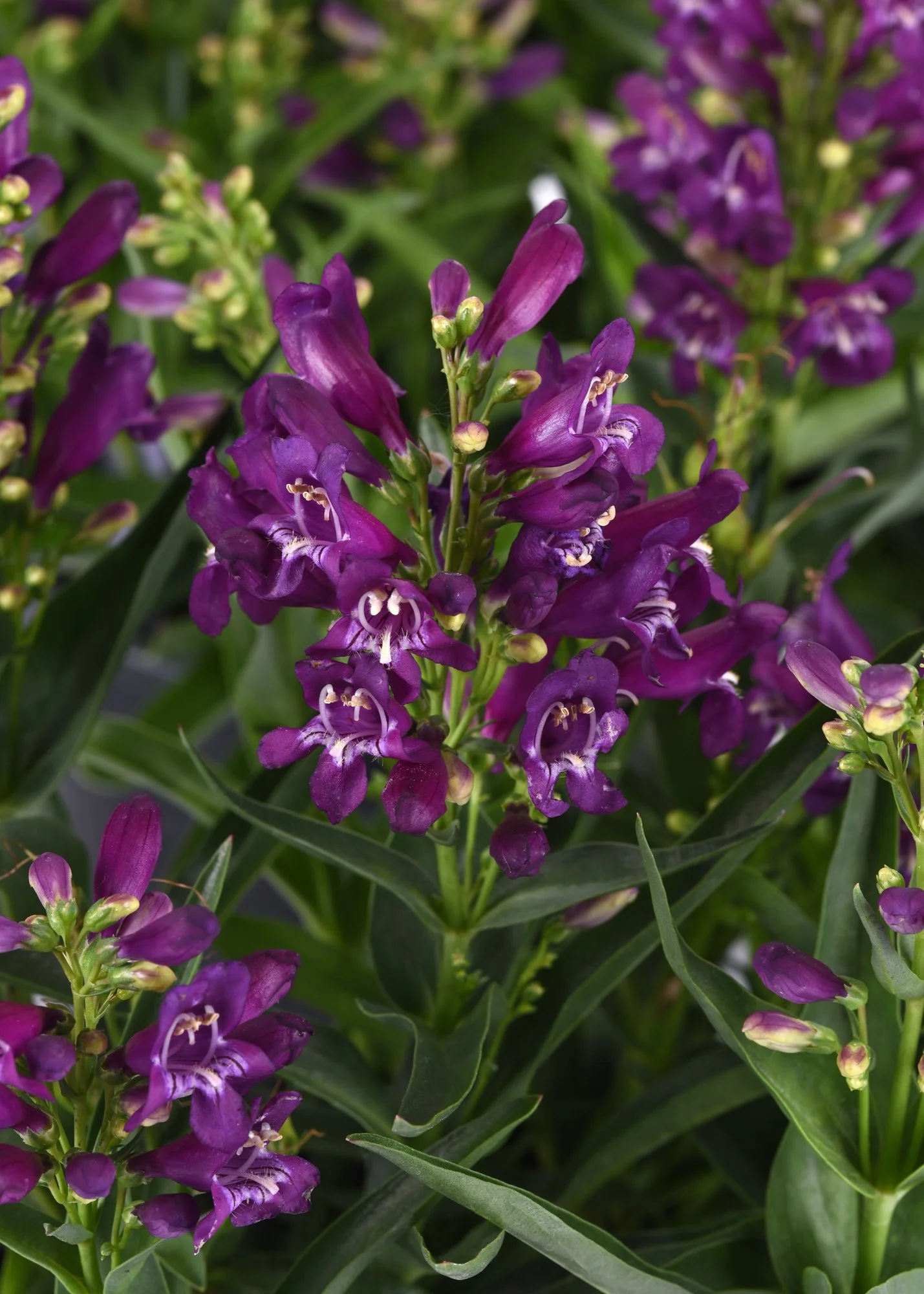 Penstemon Rock Candy Blue