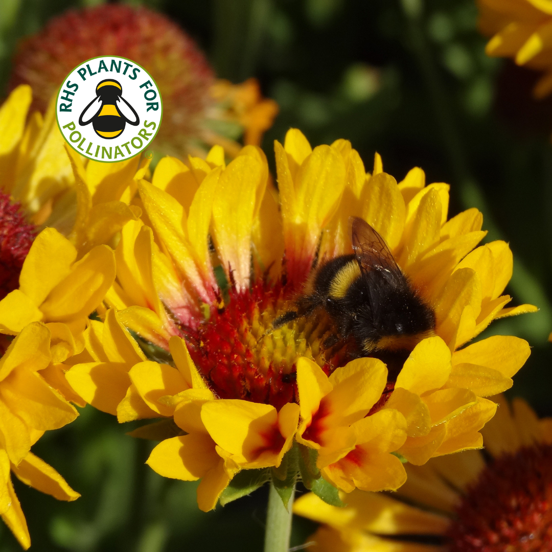 Gaillardia Fanfare Citronella