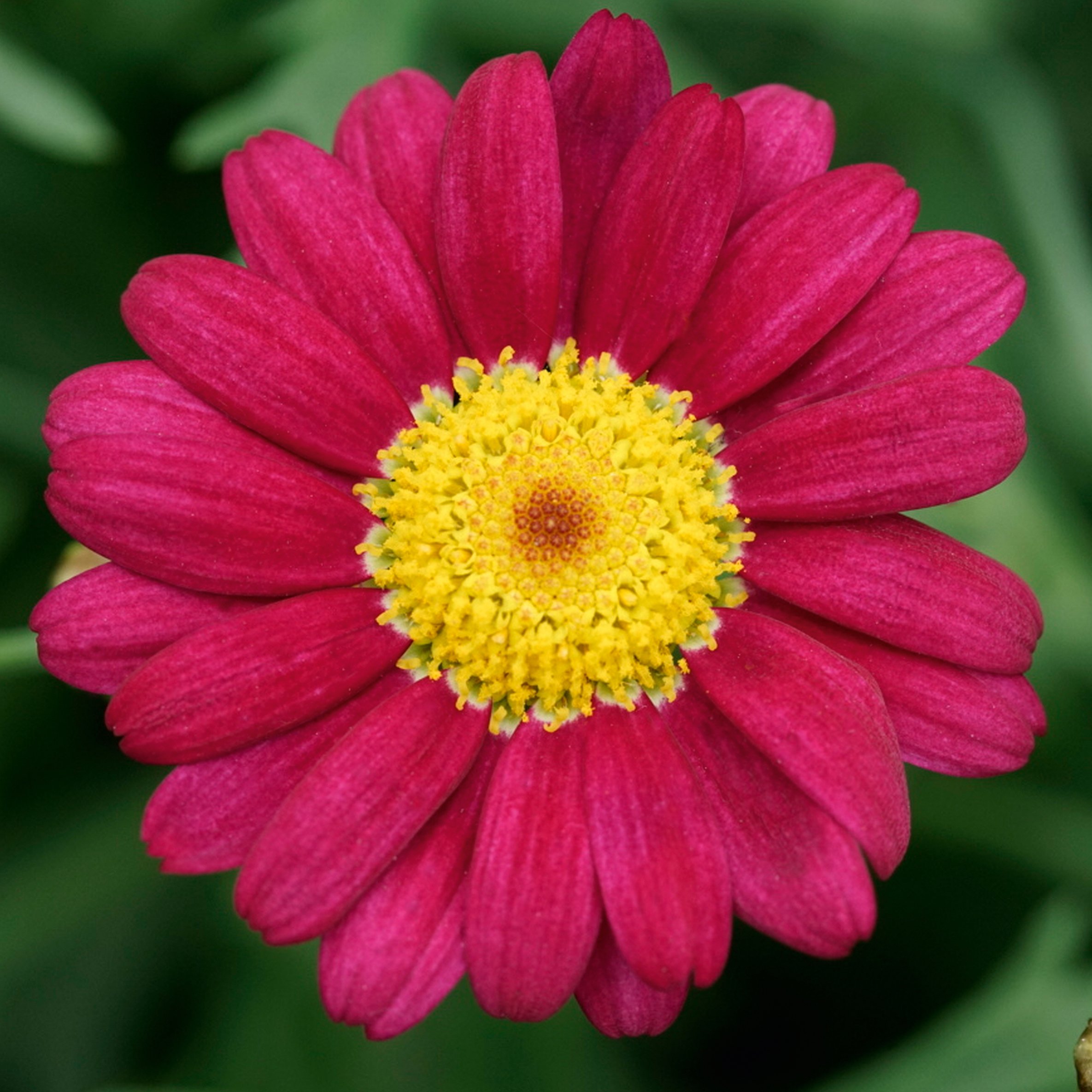 Argyranthemum Red 