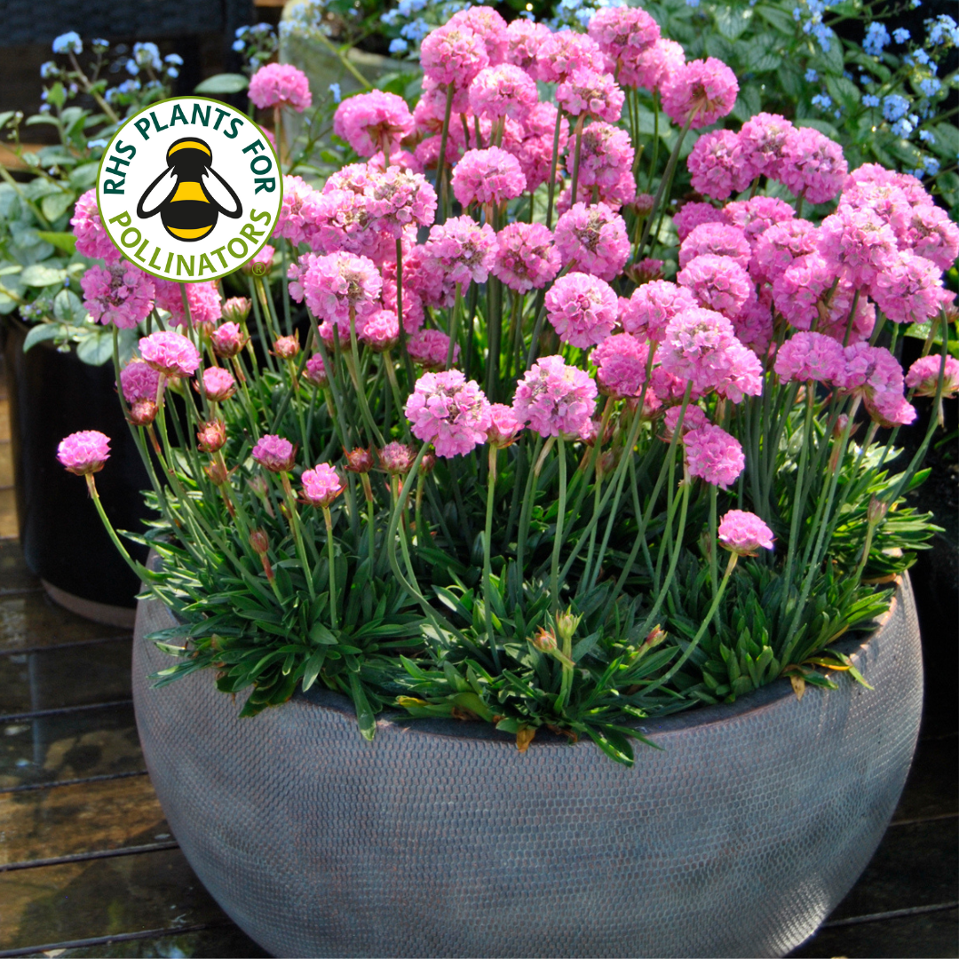 Armeria Dreameria Daydream