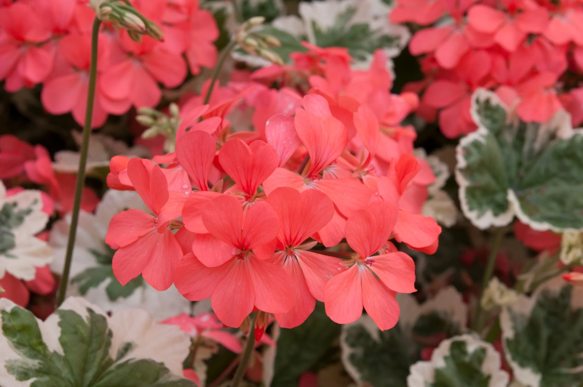 Geranium/Pelargonium variegated Frank Headley