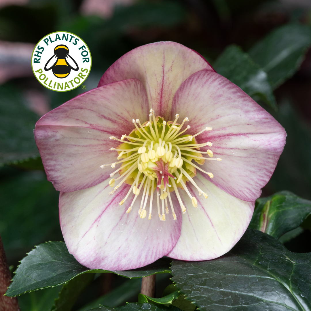Hellebores HGC Ice 'n' Roses Brunello