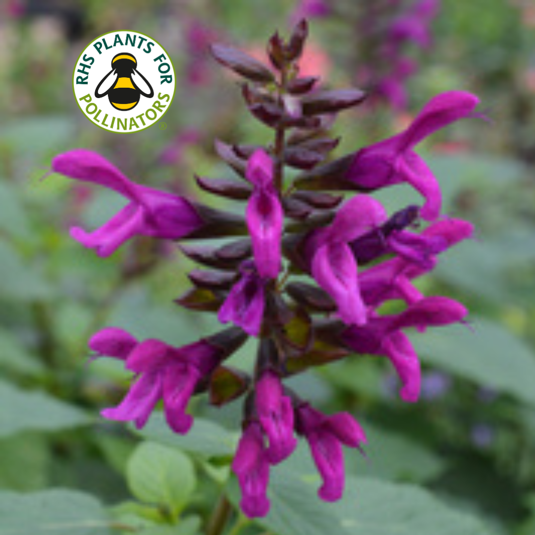 Salvia Berry Blast