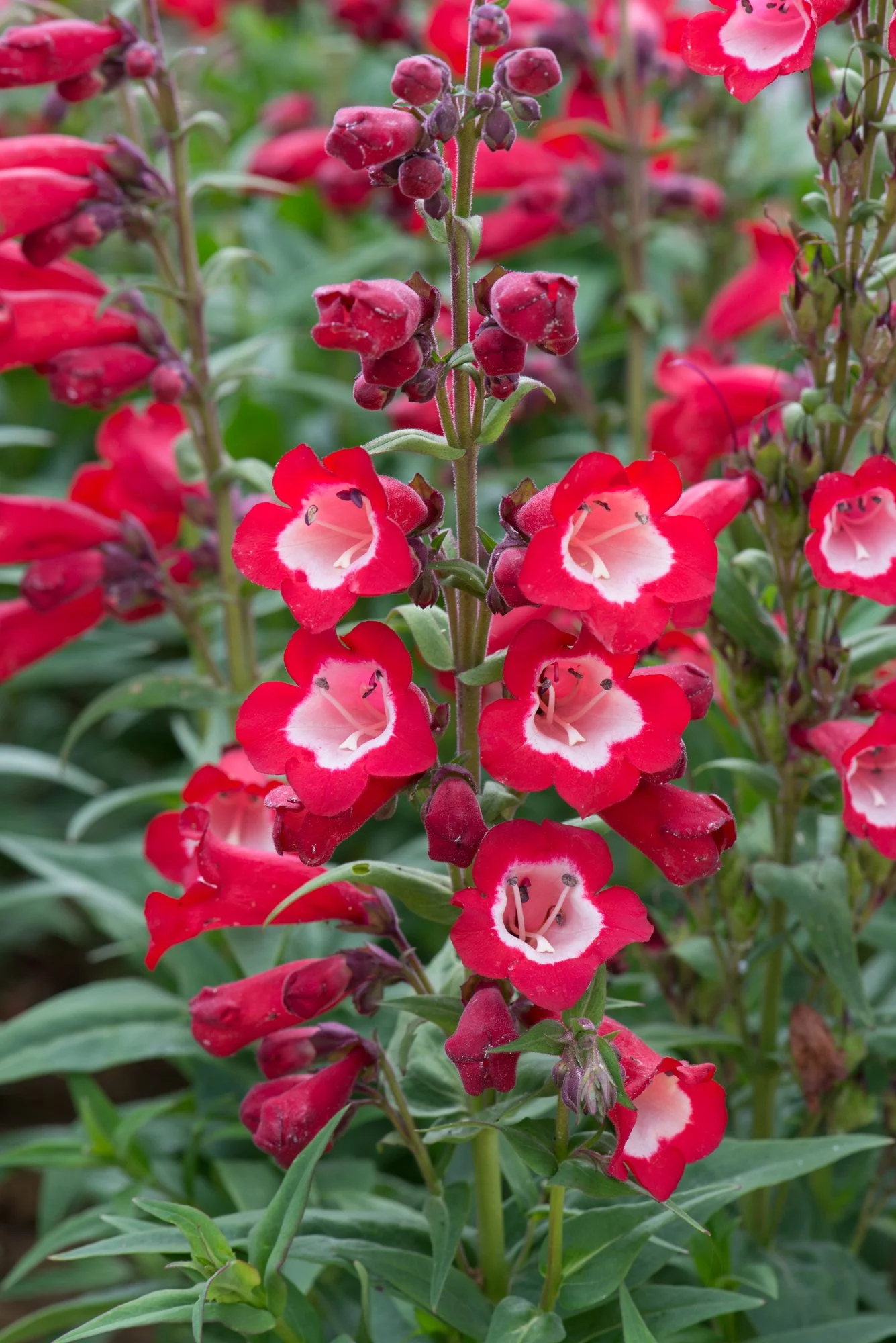 Penstemon Arabesque Red