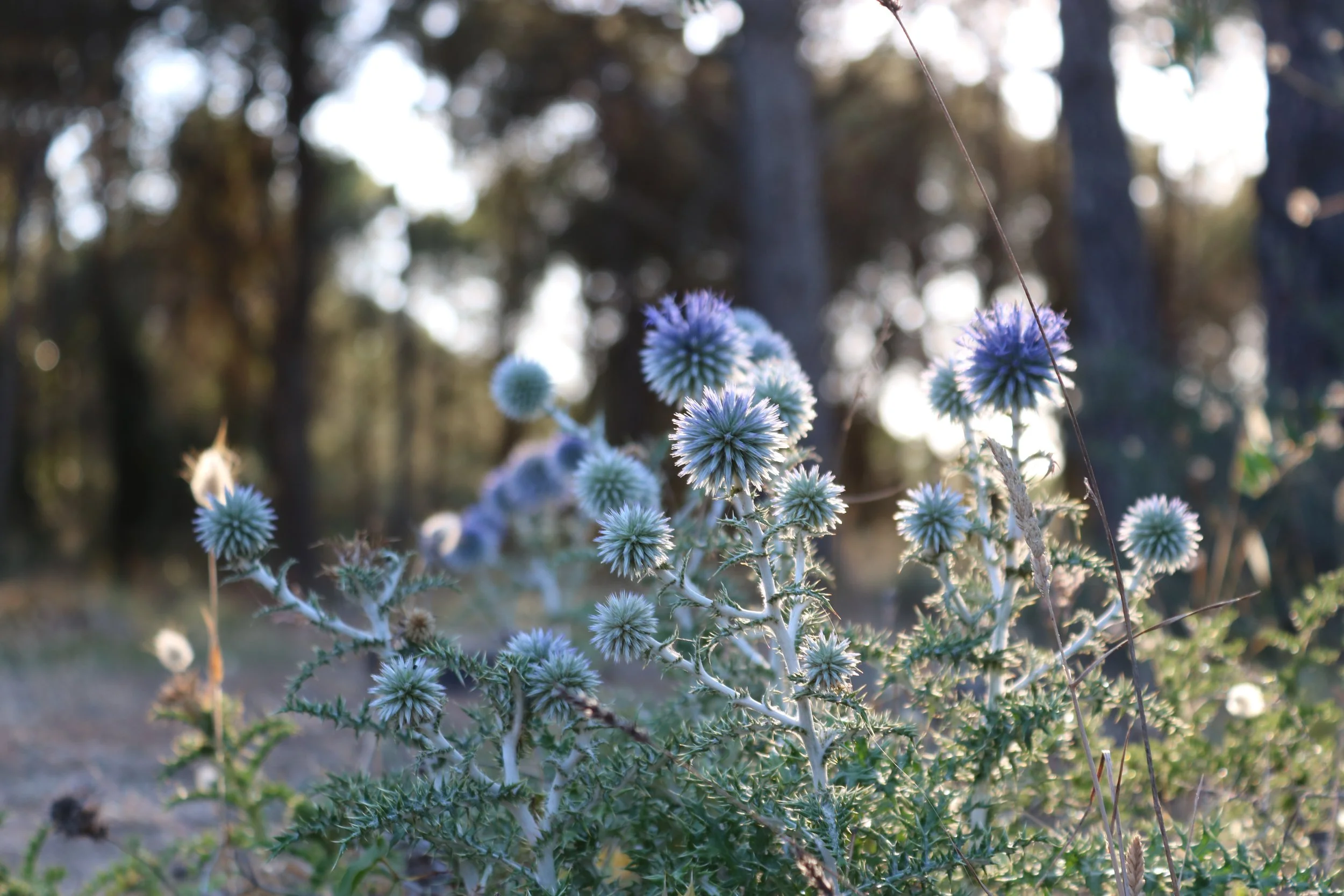Die untergehende Sonne scheint sanft auf blau-lila Distelblumen.