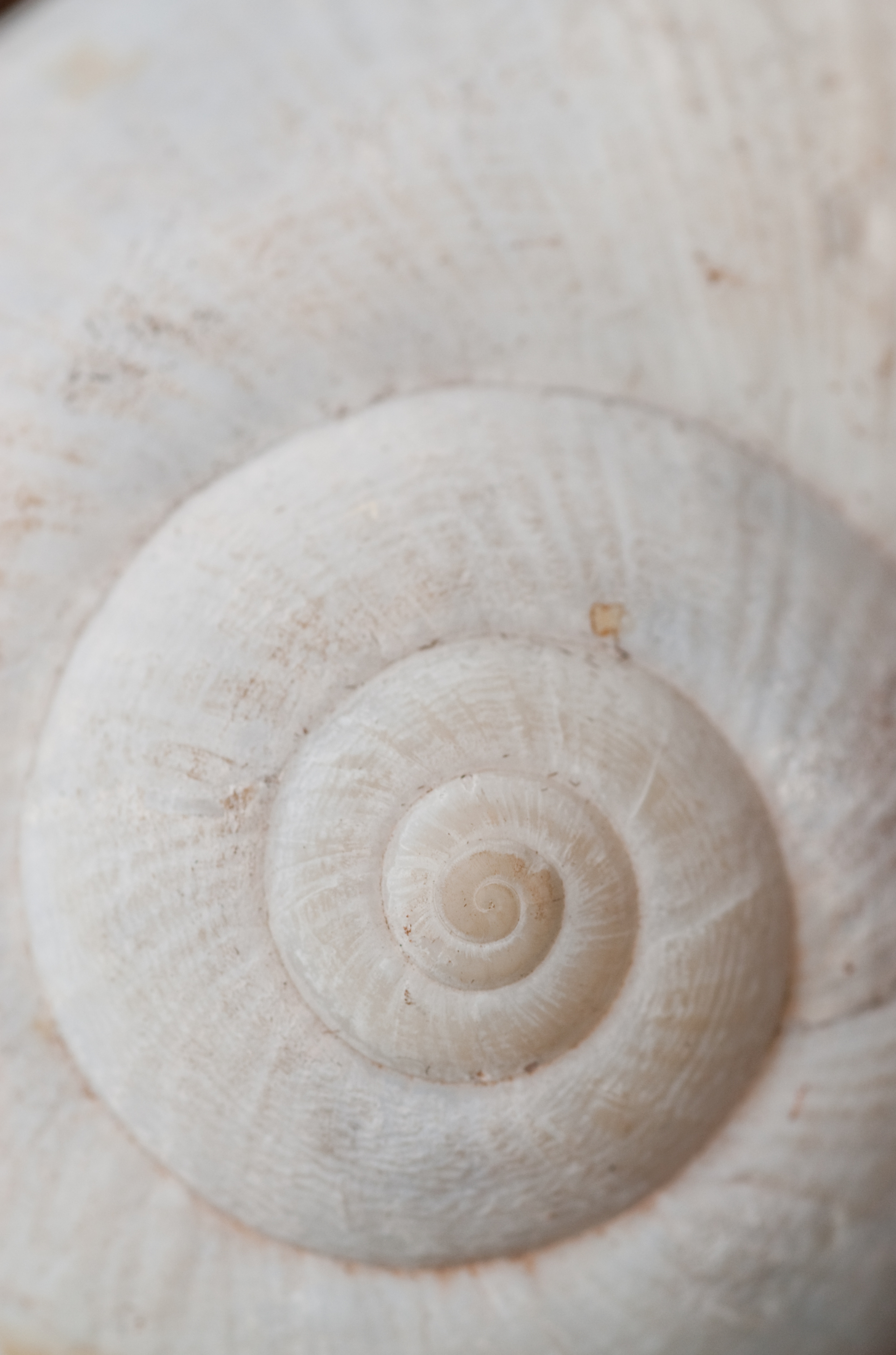 Spirale eines Schneckenhauses als Ausdruck von Innenschau und Selbstreflexion.