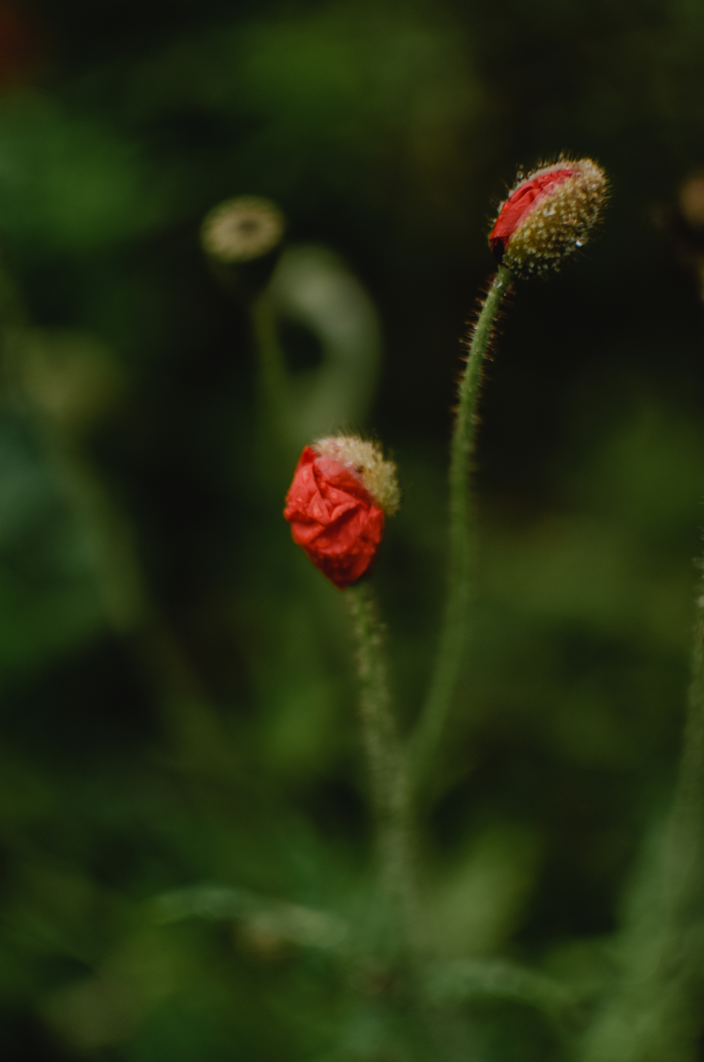 Zwei Mohnblüten in der Natur als Symbol für Wachstum, Lebendigkeit und Veränderung.
