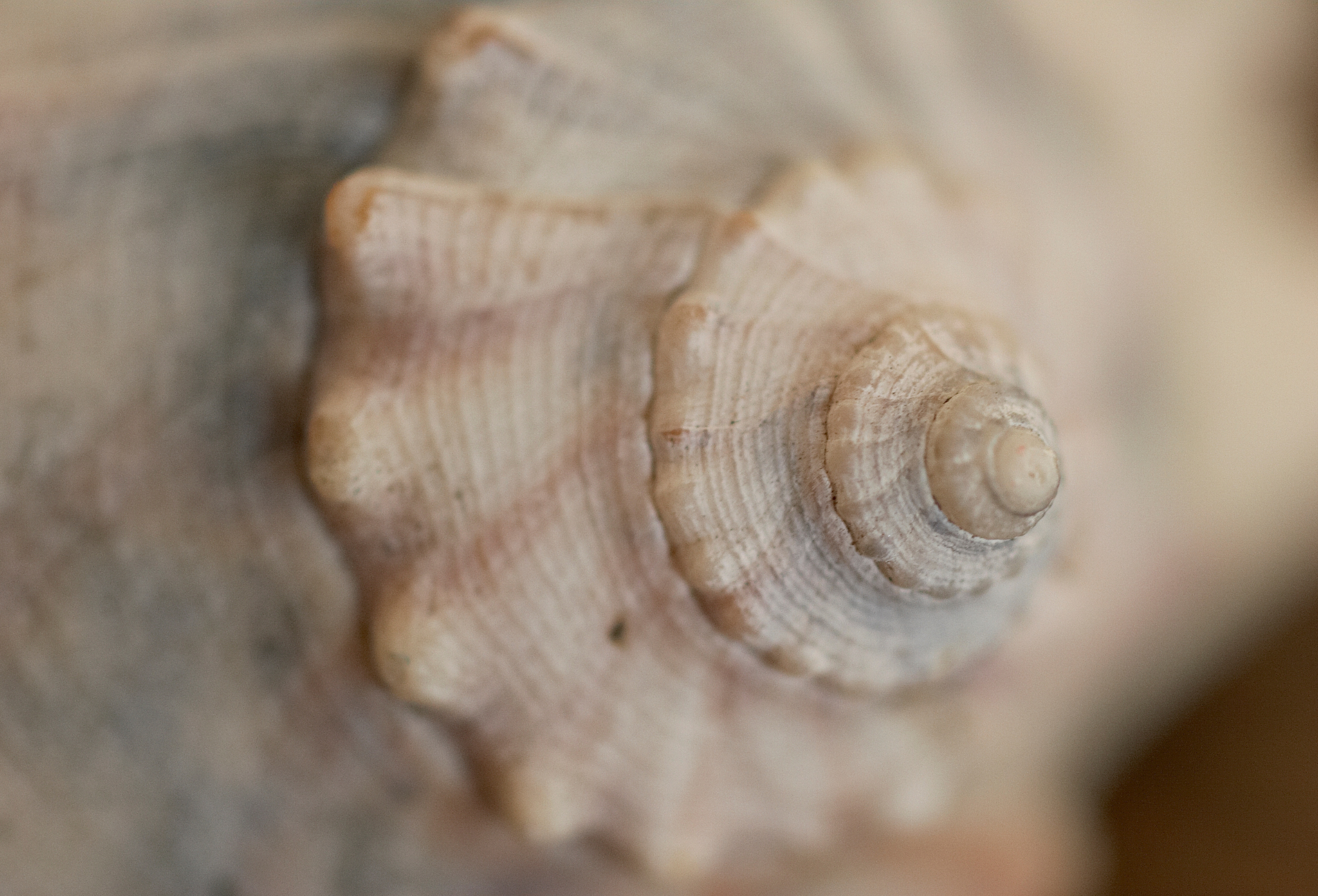 Detailaufnahme einer Muschel mit einer Spirale, Schneckenhaus.