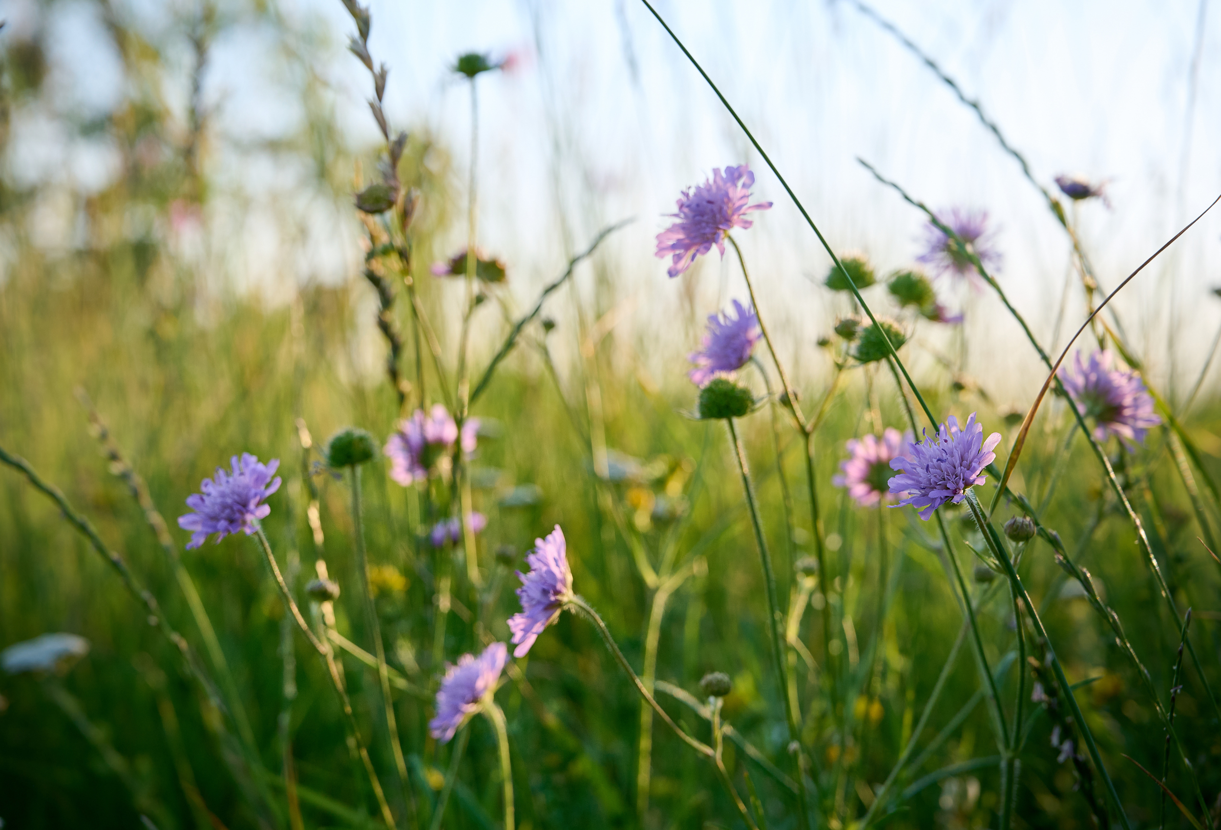 Blumenwiese mit lila Blüten, die von der Sonne angestrahlt werden, als Ausdruck von Leichtigkeit und Lebendigkeit.