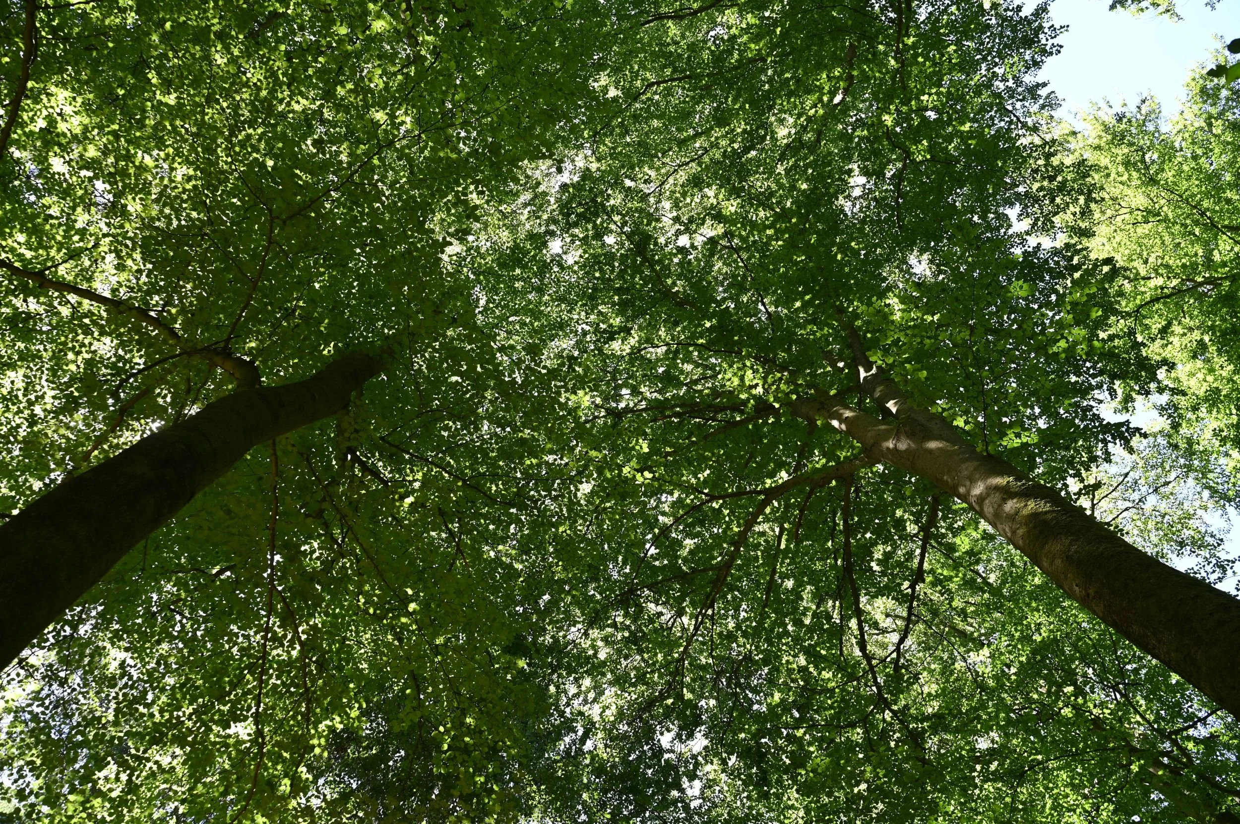 Baumkrone von unten fotografiert - Symbolbild für Ruhe, Naturverbundenheit und Erdung.