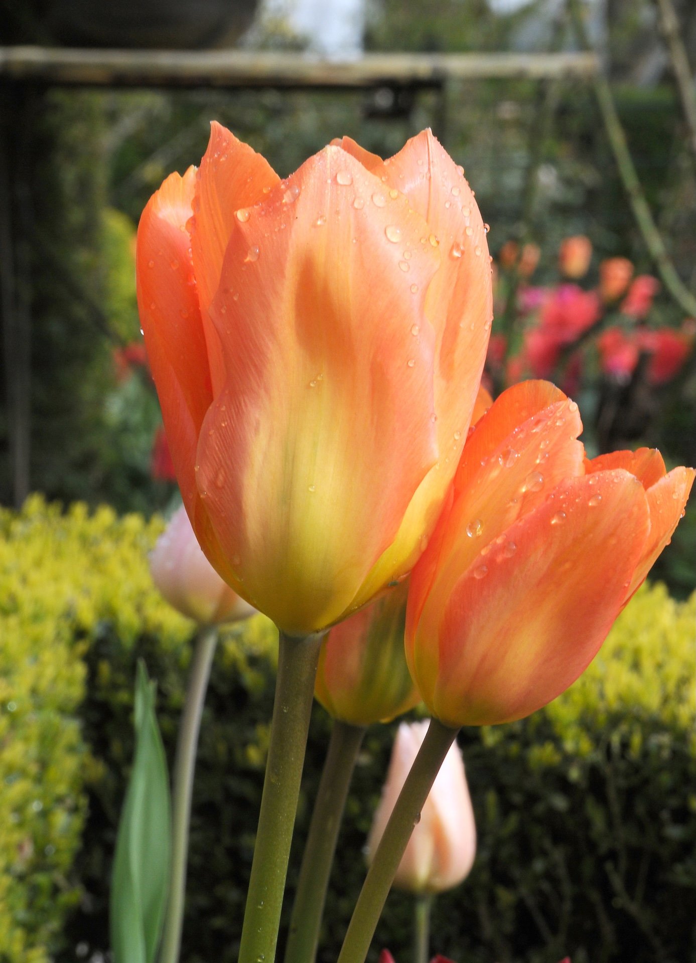 Tulp Orange Emperor.jpg