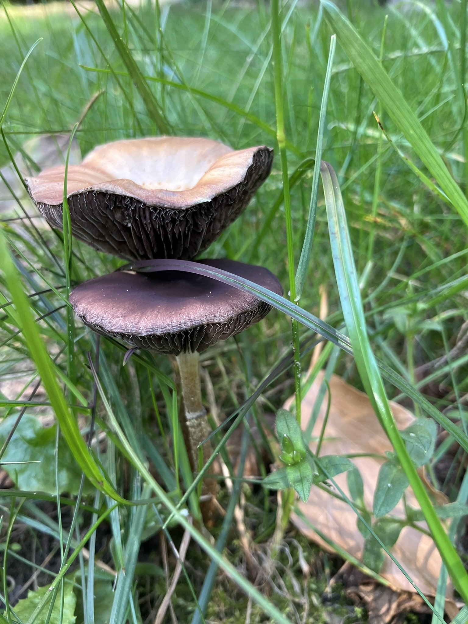 IMG_0562.JPEG