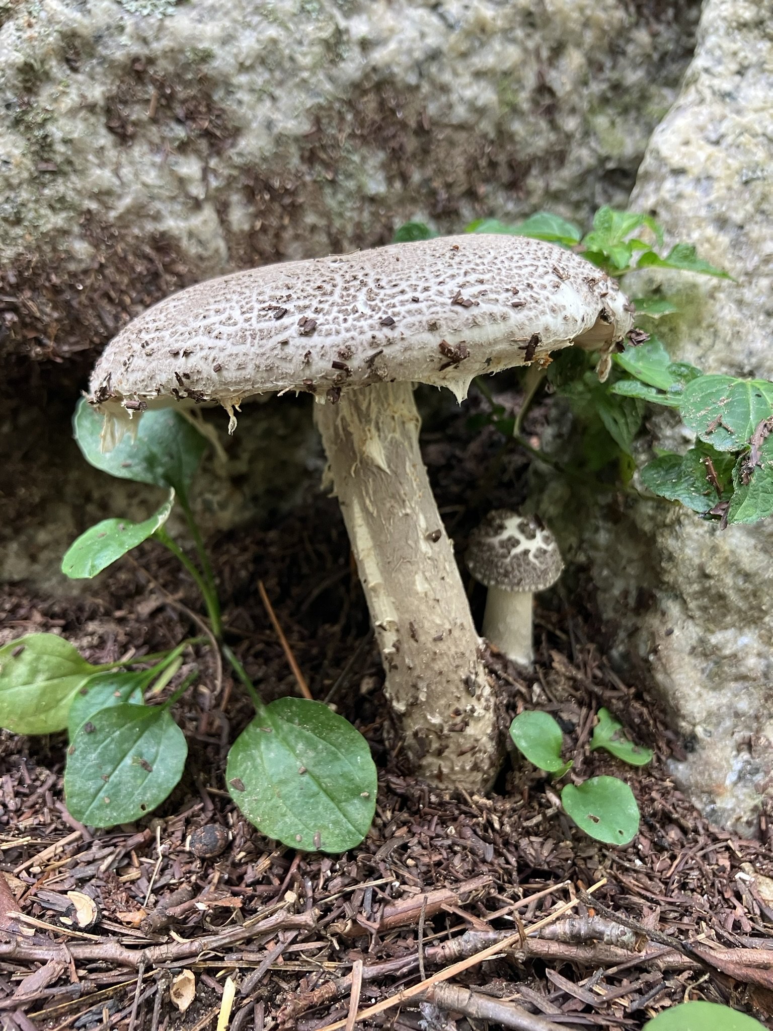 IMG_1766.JPEG