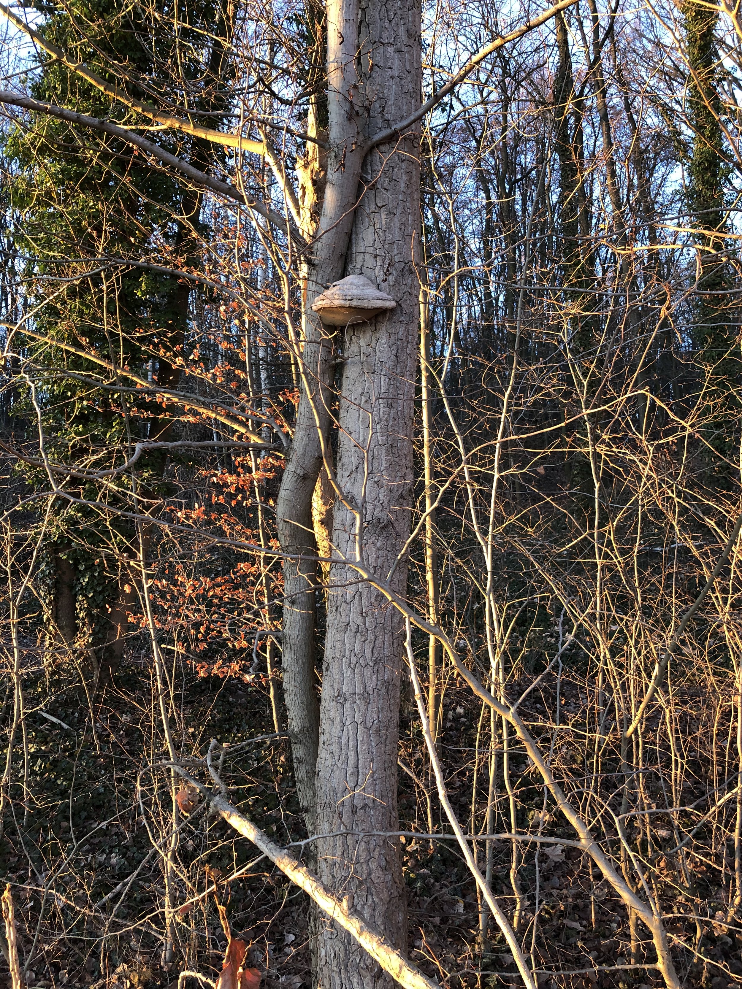 IMG_6460.JPG