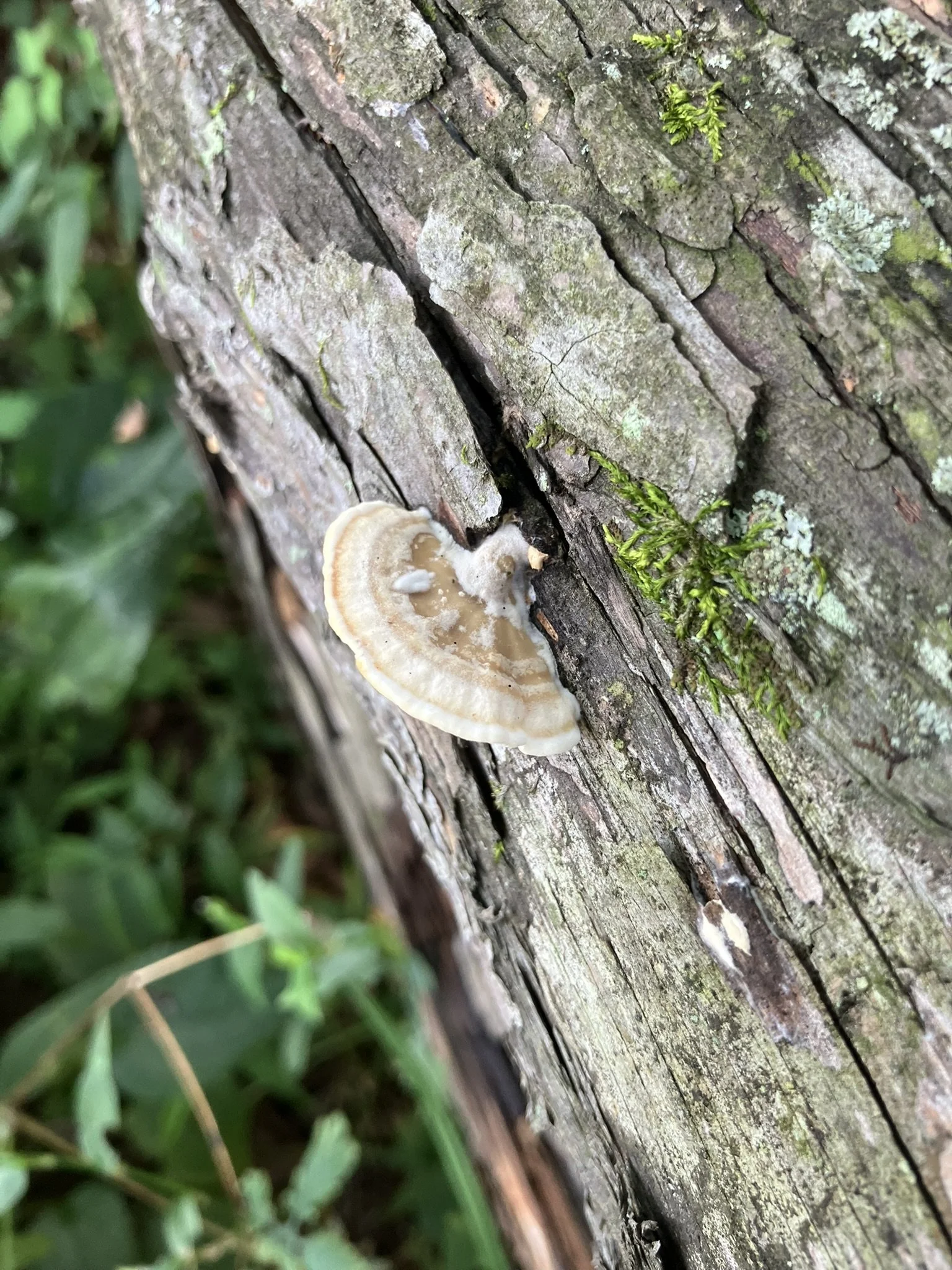 IMG_1635.JPEG
