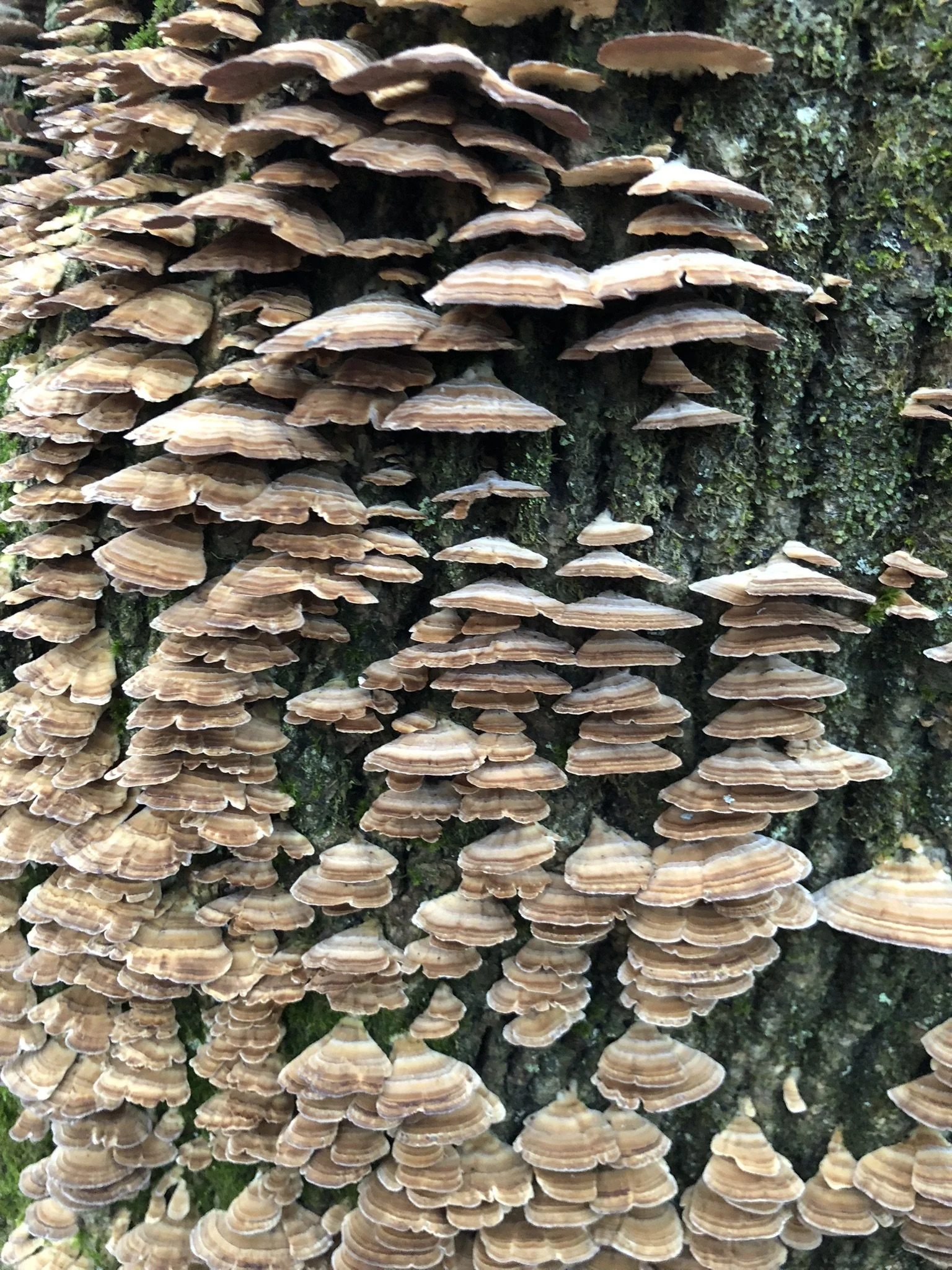 IMG_6239.JPEG