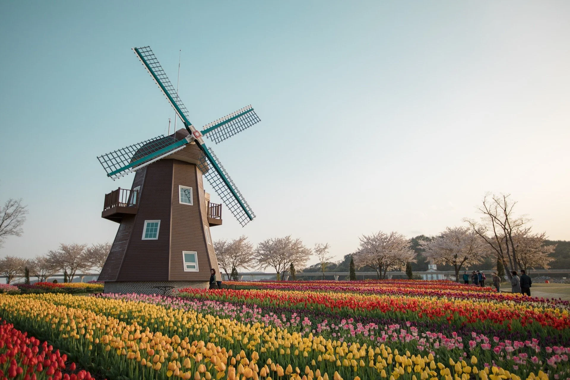 Holland Tulip Time!