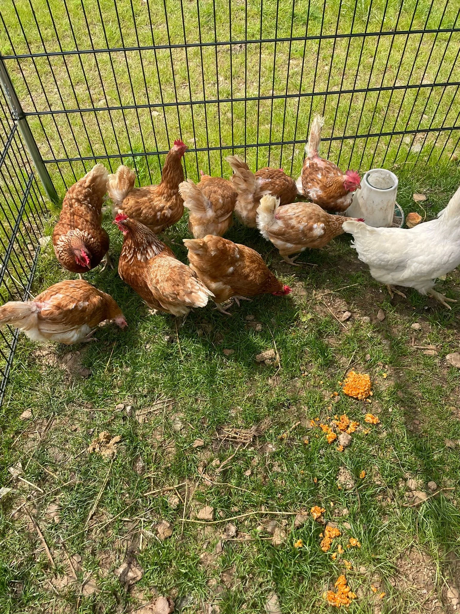 Fresh Eggs available from our chickens 