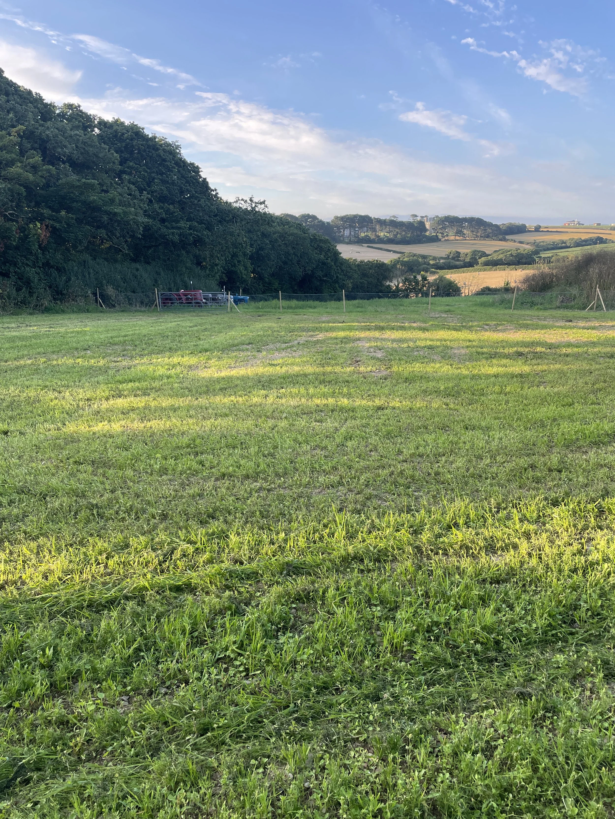 Enclosed dog walking area 