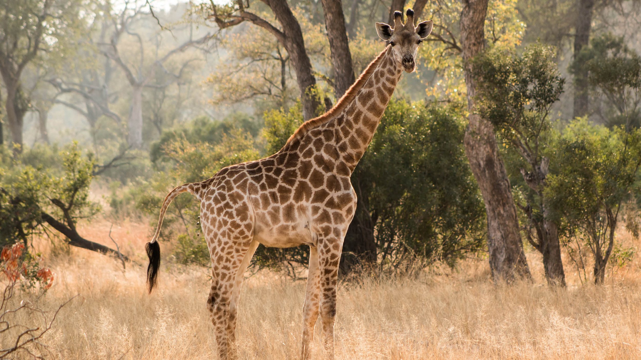 50-Best-South Africa-7-Kruger Park Safari.jpg