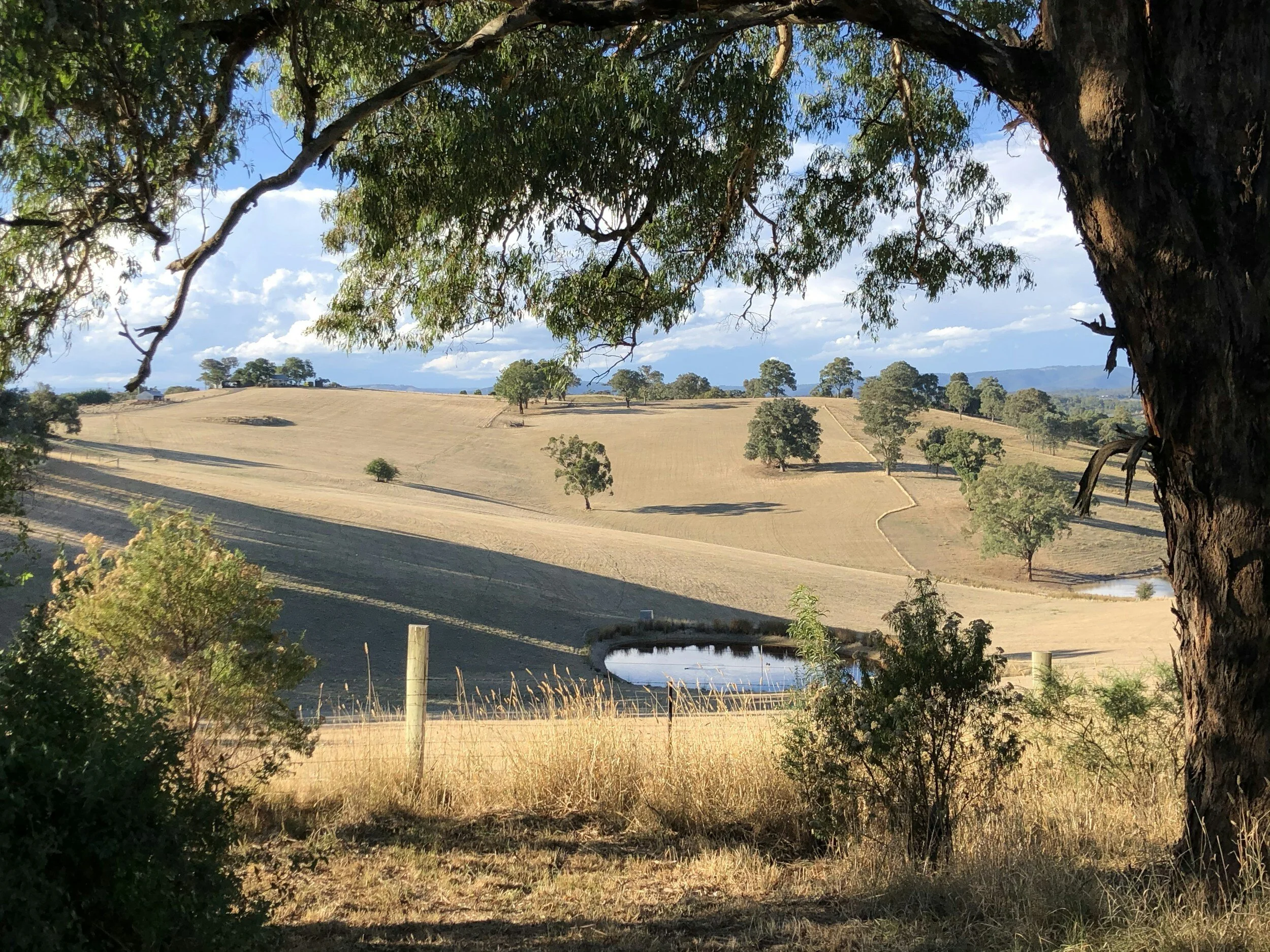 A landscape of rolling hills with scattered trees, a pond, and a dirt path, with a large leafy tree in the foreground and a partly cloudy sky.