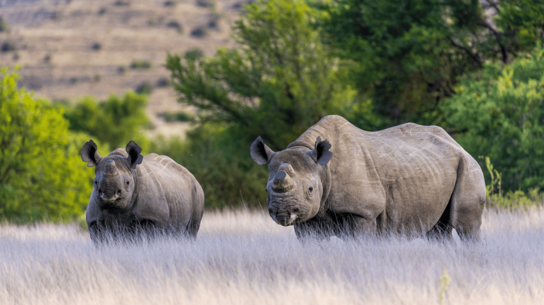 South Africa - Curated Website Carousel (SAFARI) (3).png