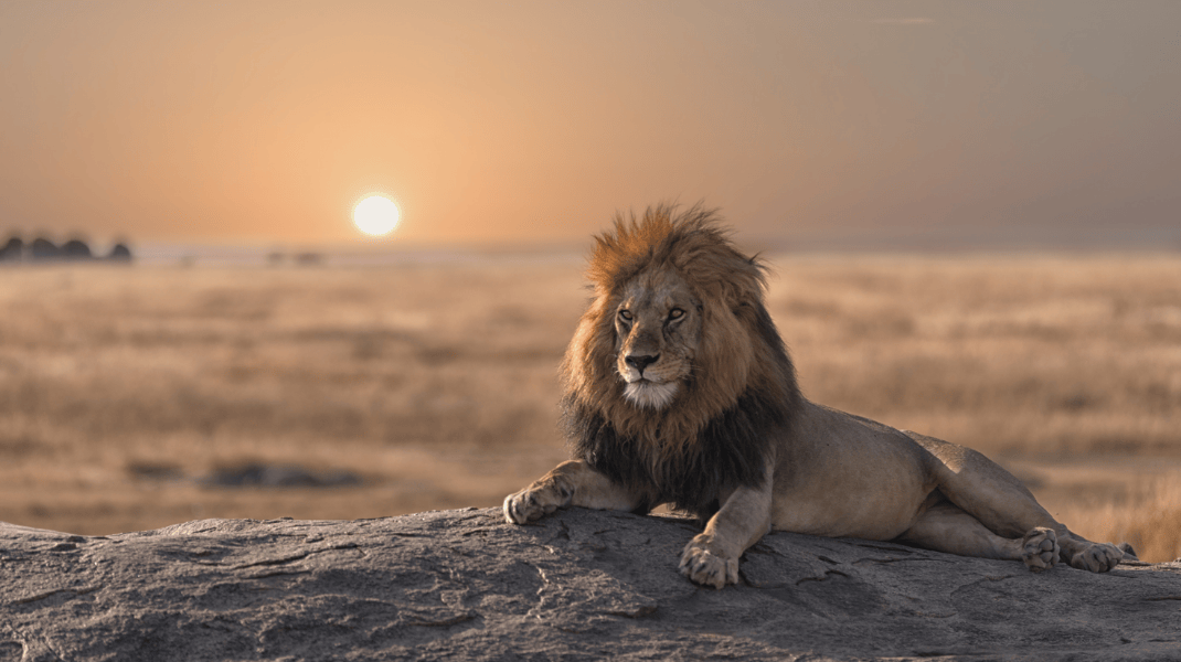 South Africa - Curated Website Carousel (SAFARI).png