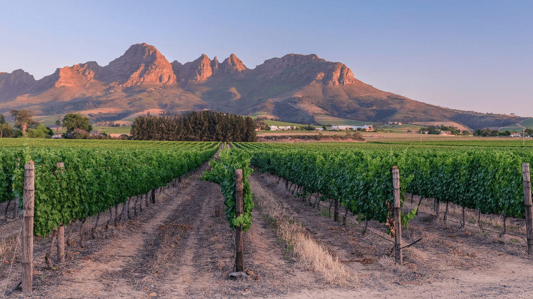 South Africa - Curated Website Carousel (WINE) (3).png