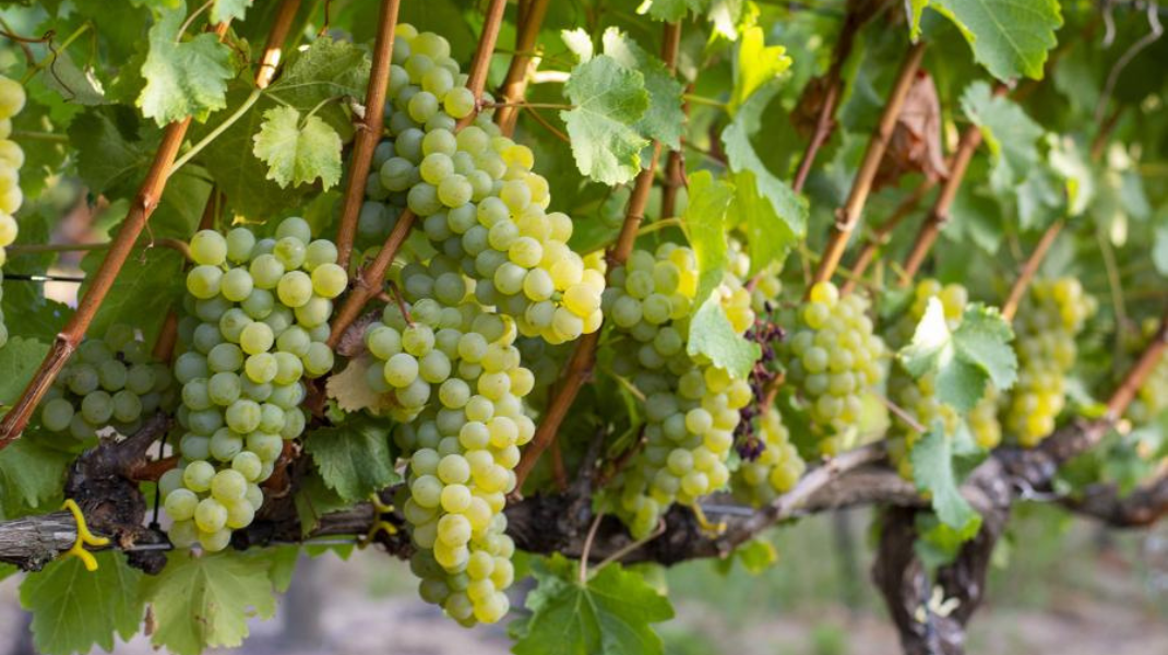 South Africa - Curated Website Carousel (OPTIMISED) (13).png