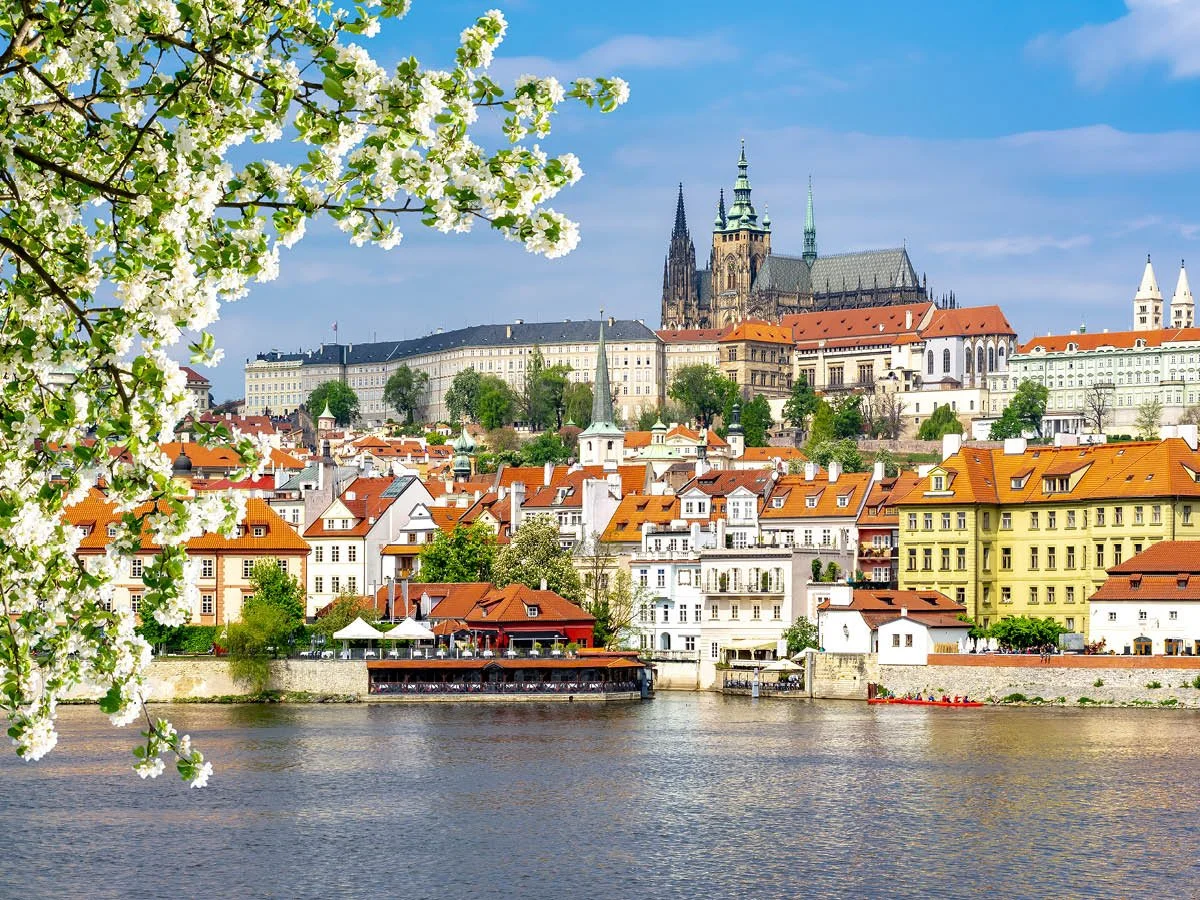 Scenic view of a European city with historic buildings, a river in the foreground, and blossoming tree branches on the left side.