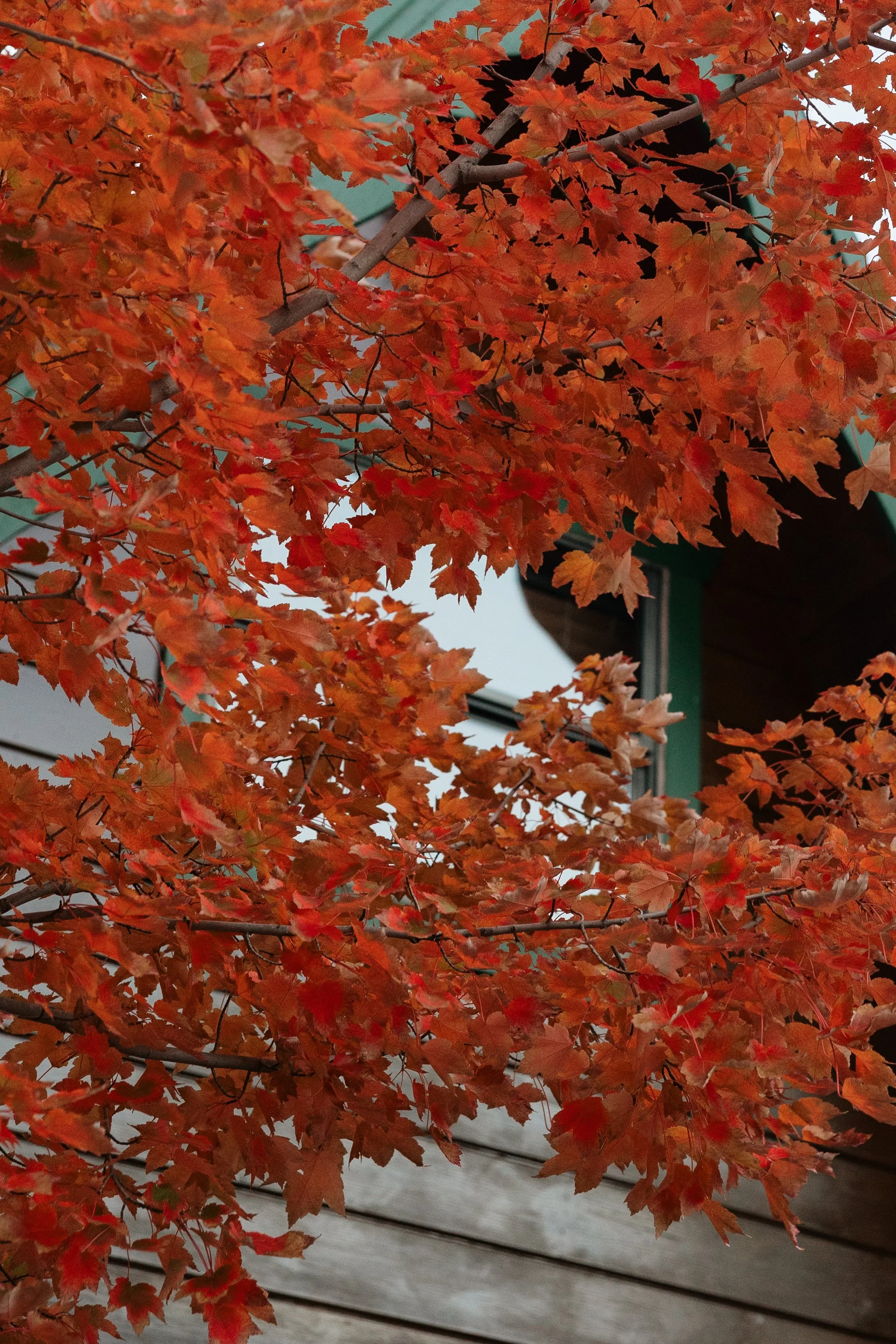 BreezyBPhoto-Thomes--518.jpg
