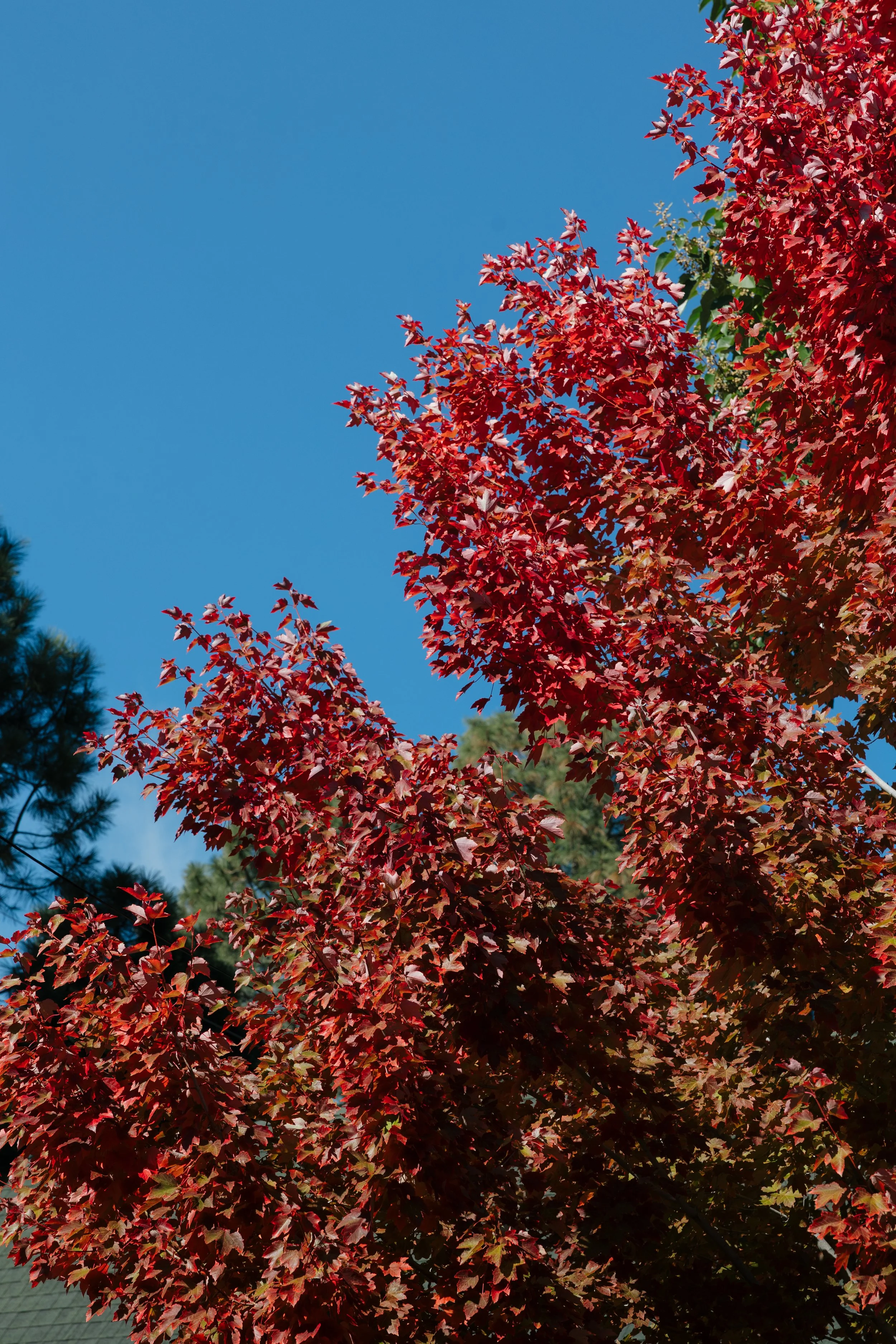 fall foliage at an outdoor wedding in strawberry arizona