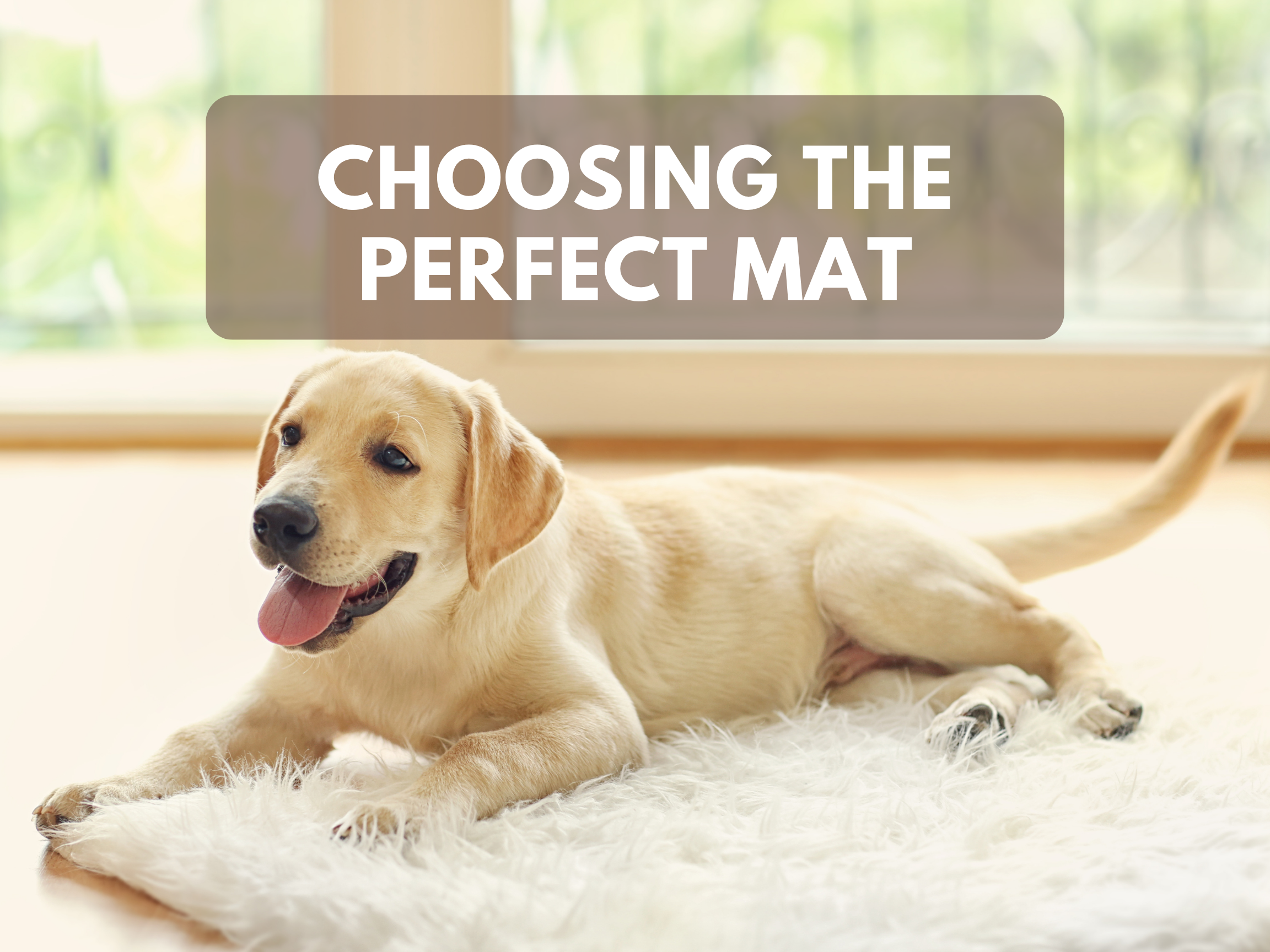 Choosing the Perfect Mat for Your Dog