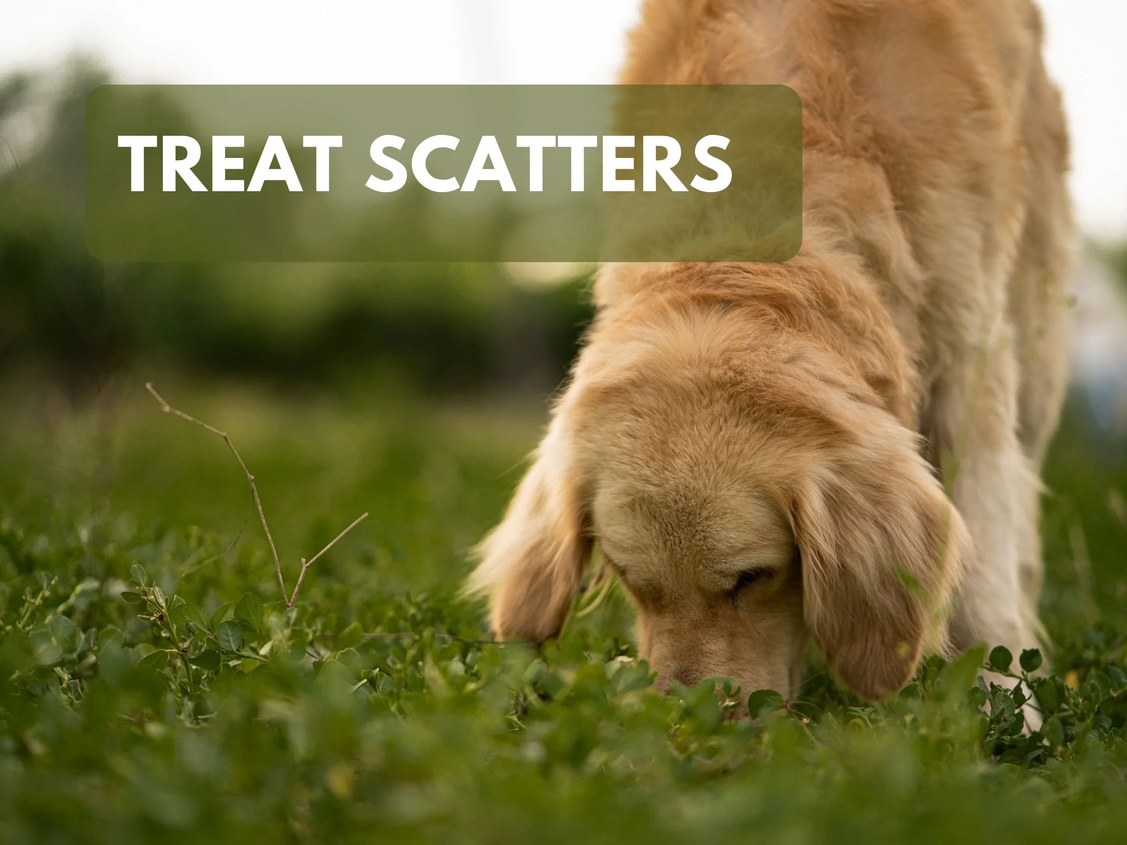 Treat Scatters: Calm Your Dog with a Simple Sniff Game
