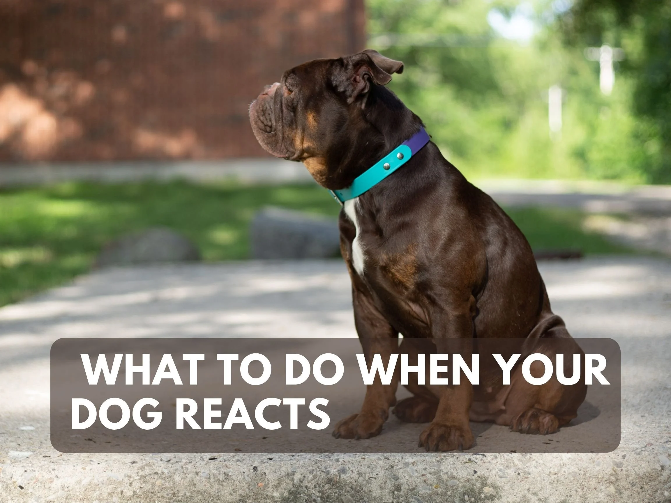 The 3 S’s – What To Do When Your Dog Reacts
