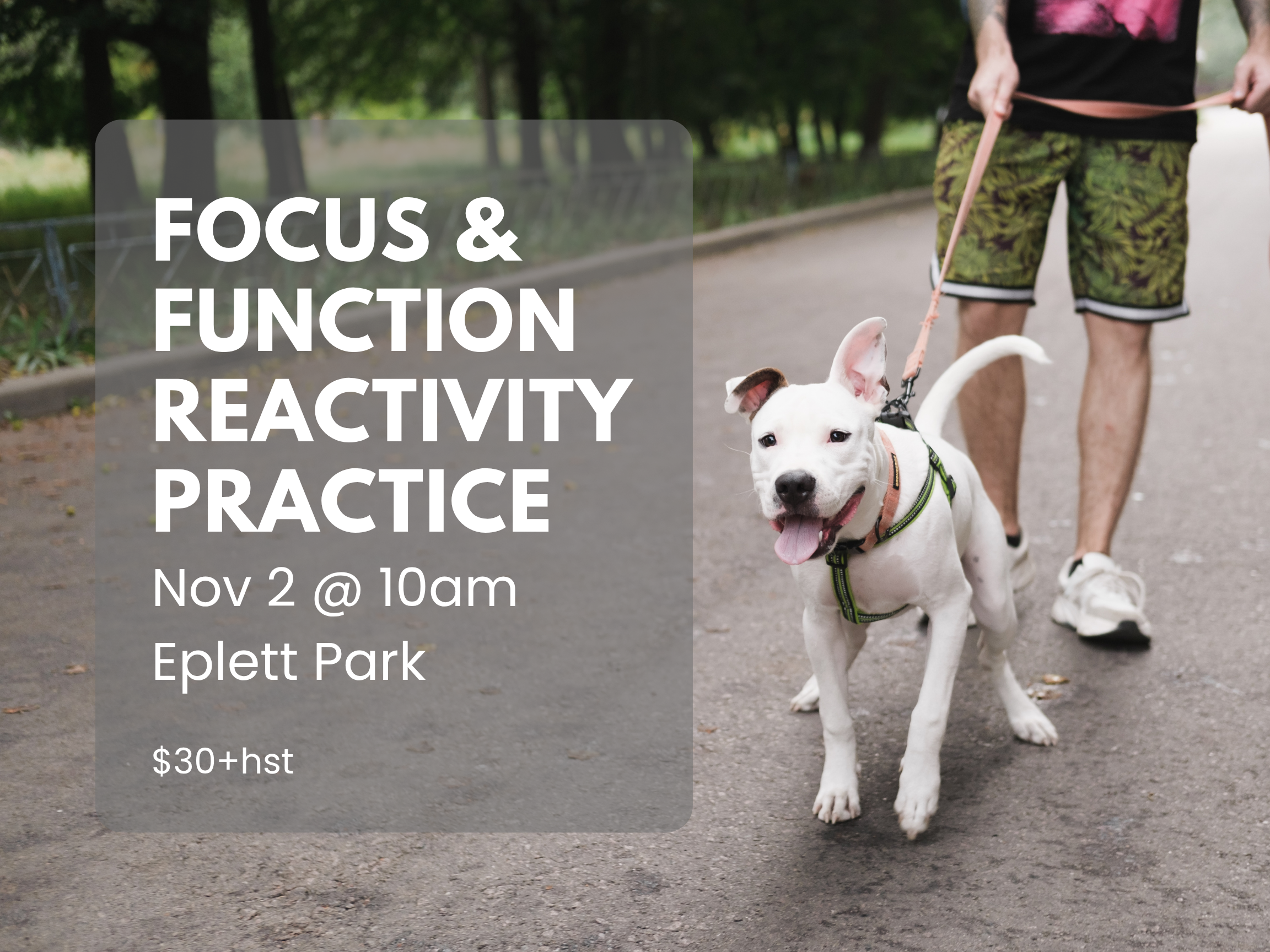 Focus &amp; Function: Real-World Coaching for Reactive Dogs