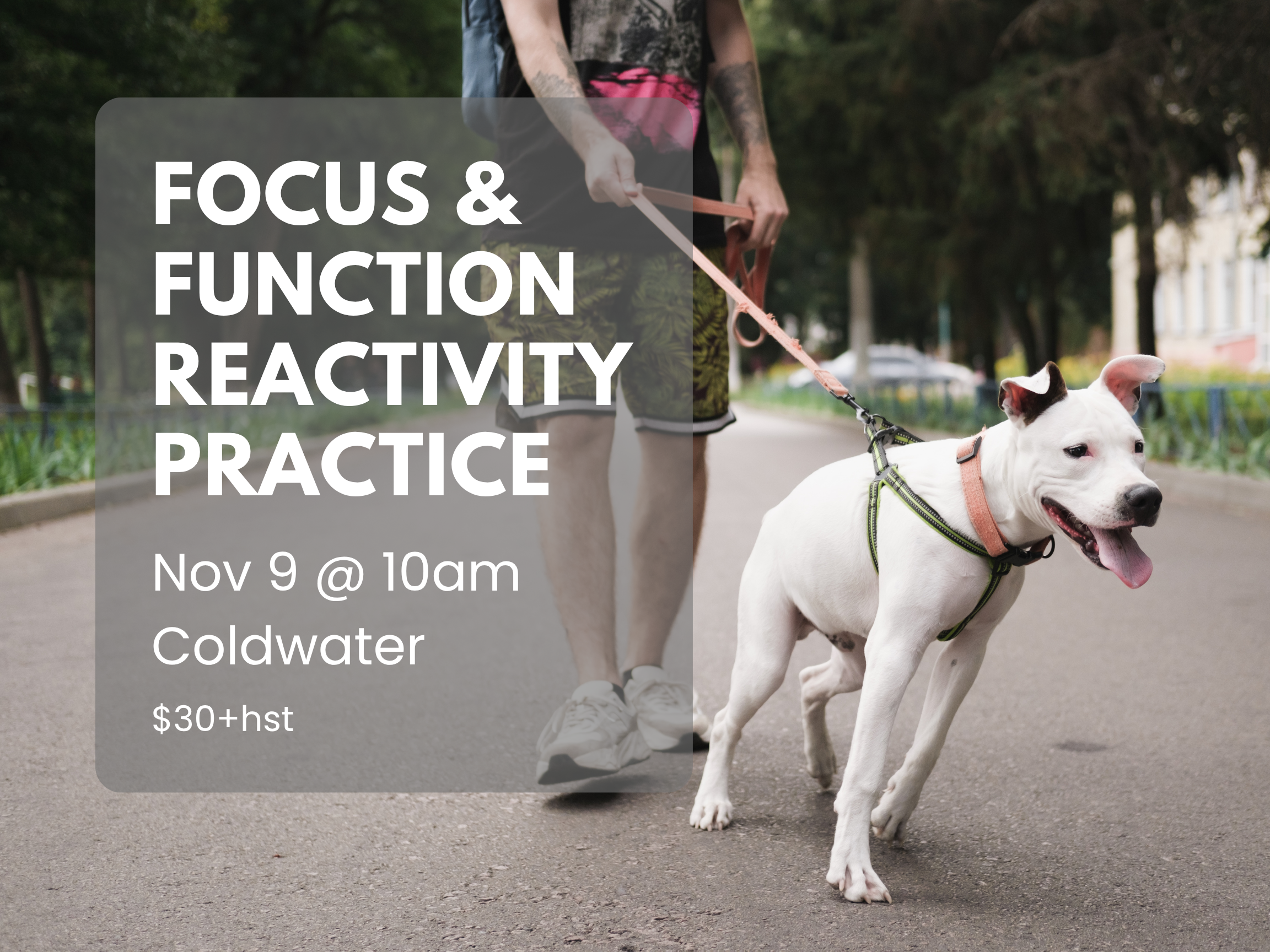 Focus &amp; Function: Real-World Coaching for Reactive Dogs