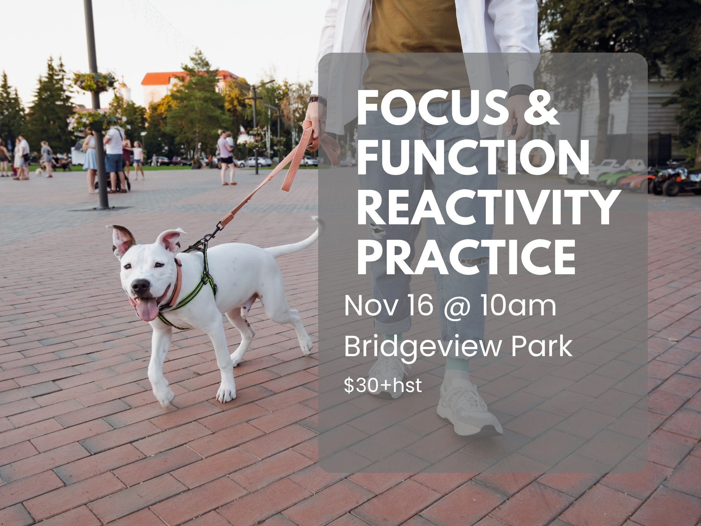 Focus &amp; Function: Real-World Coaching for Reactive Dogs