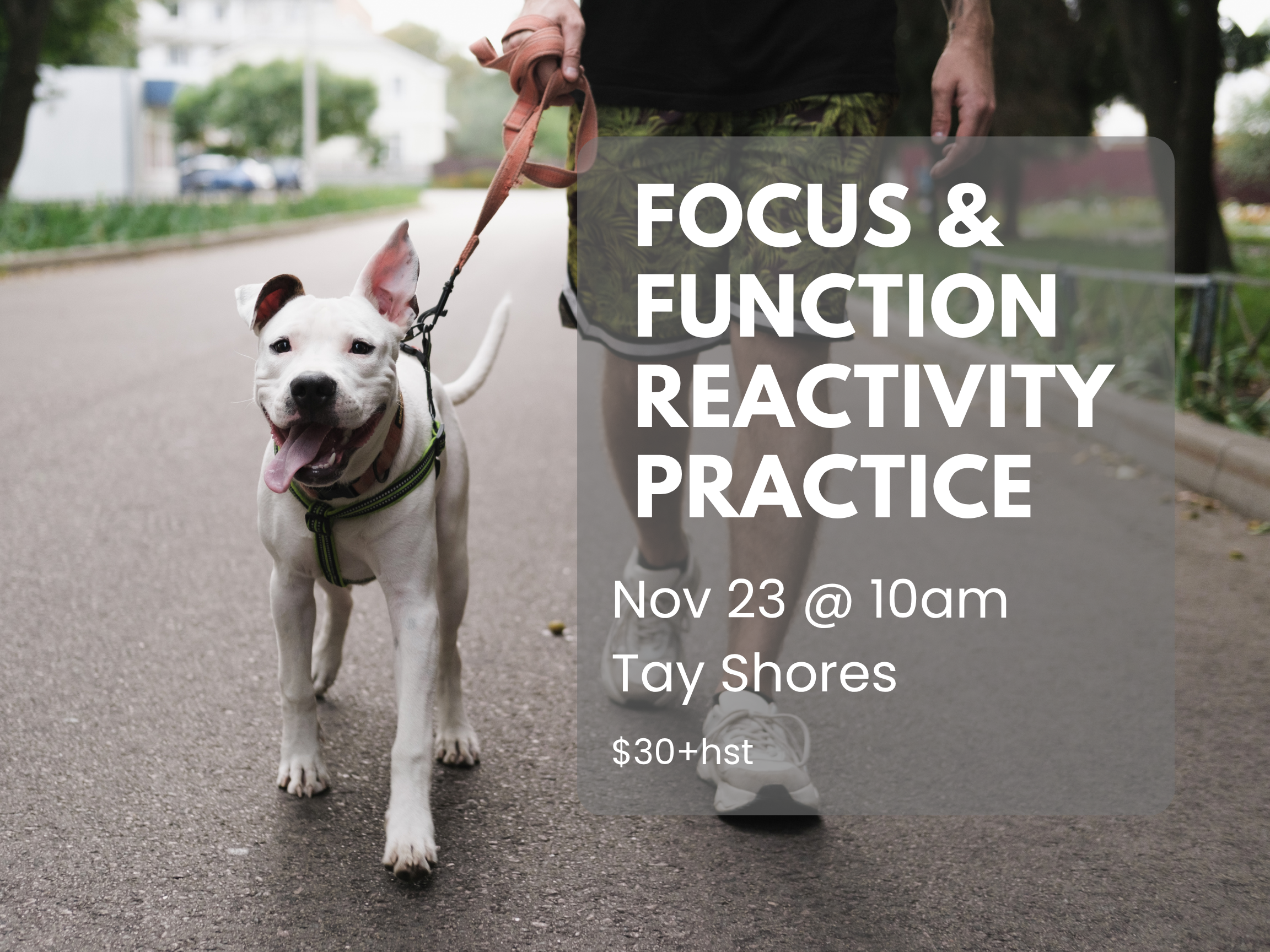 Focus &amp; Function: Real-World Coaching for Reactive Dogs