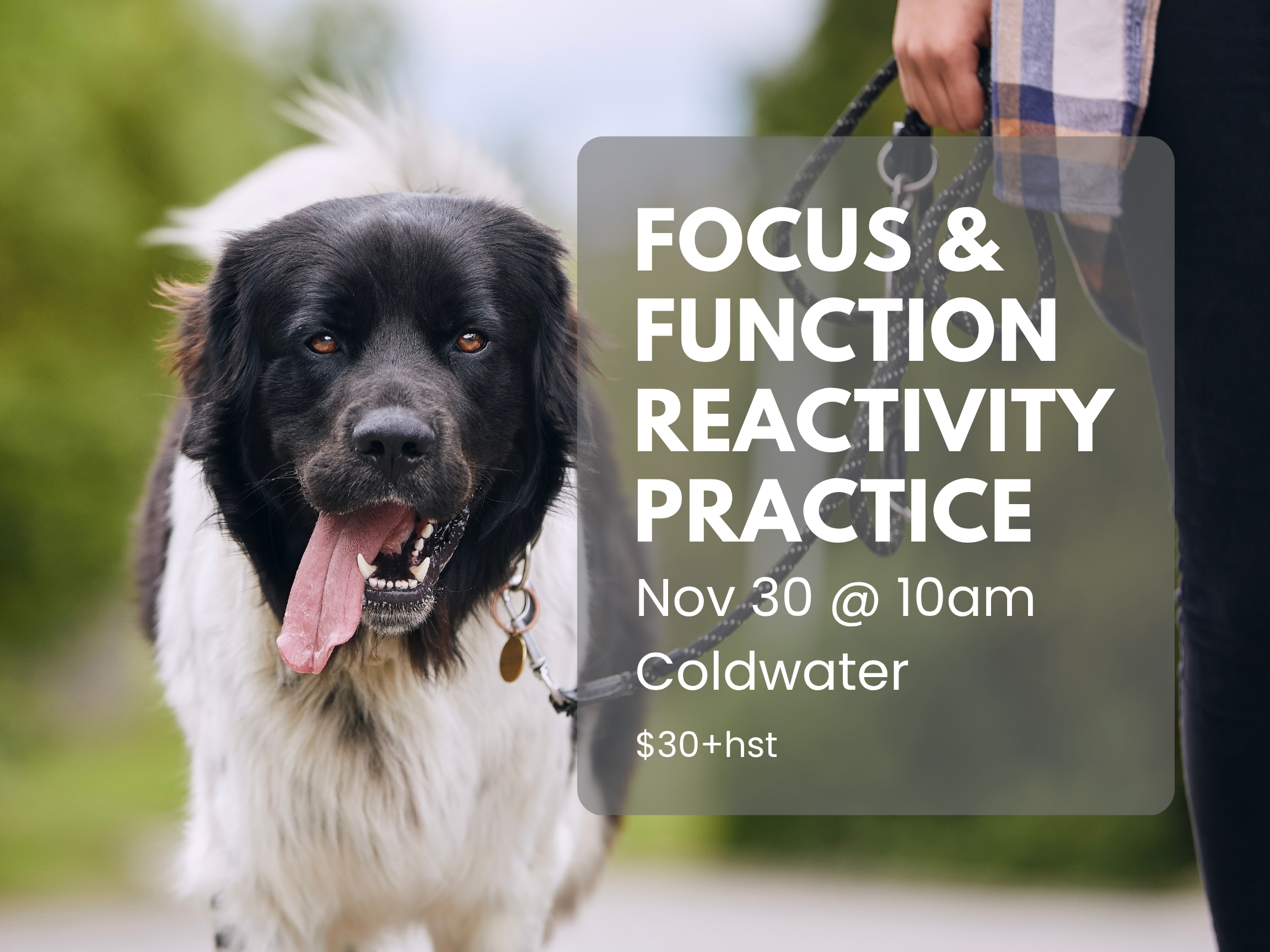 Focus &amp; Function: Real-World Coaching for Reactive Dogs