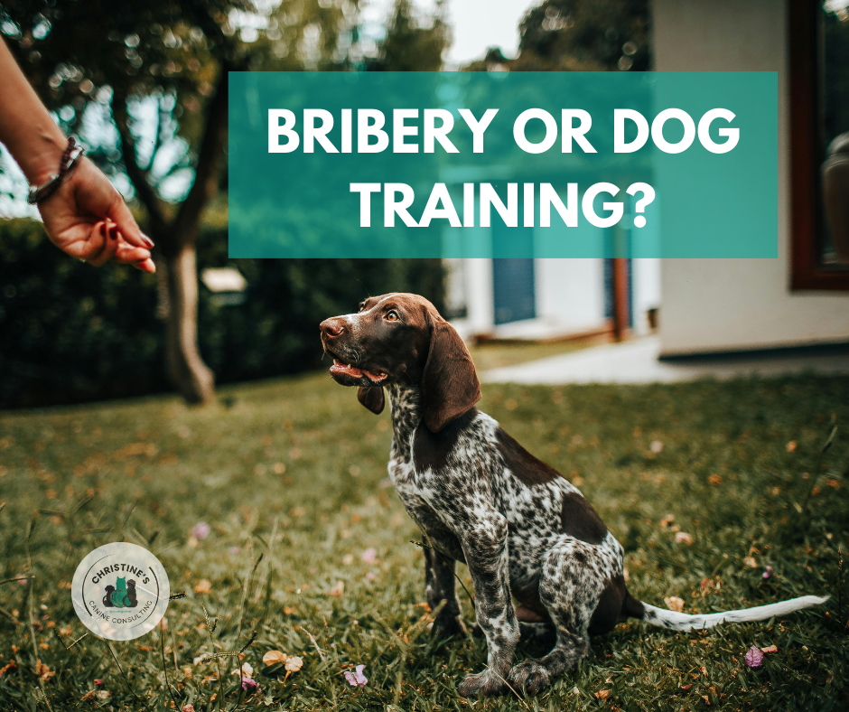Bribery in Dog Training: What’s Really Going On