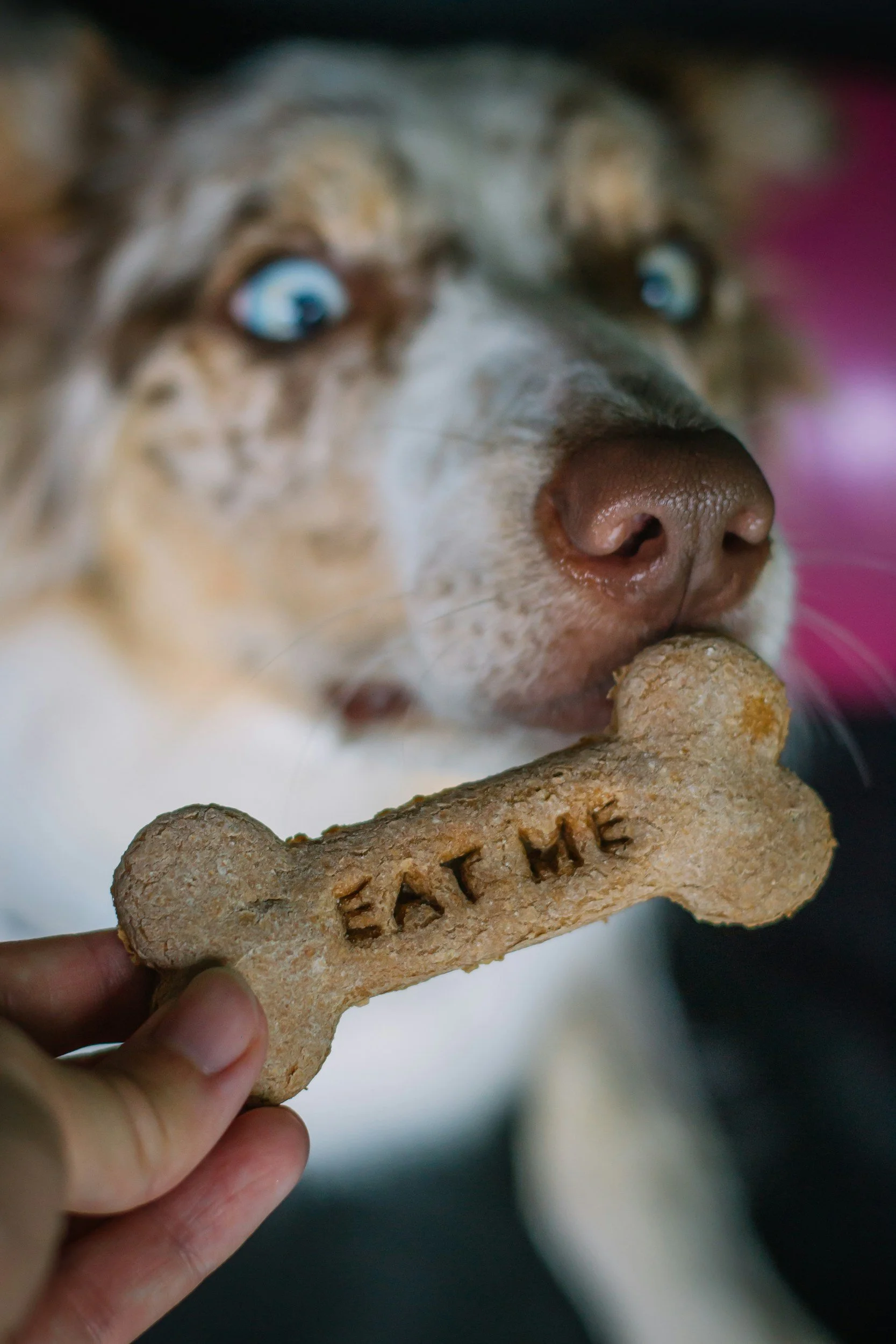 LET’S TALK TREATS