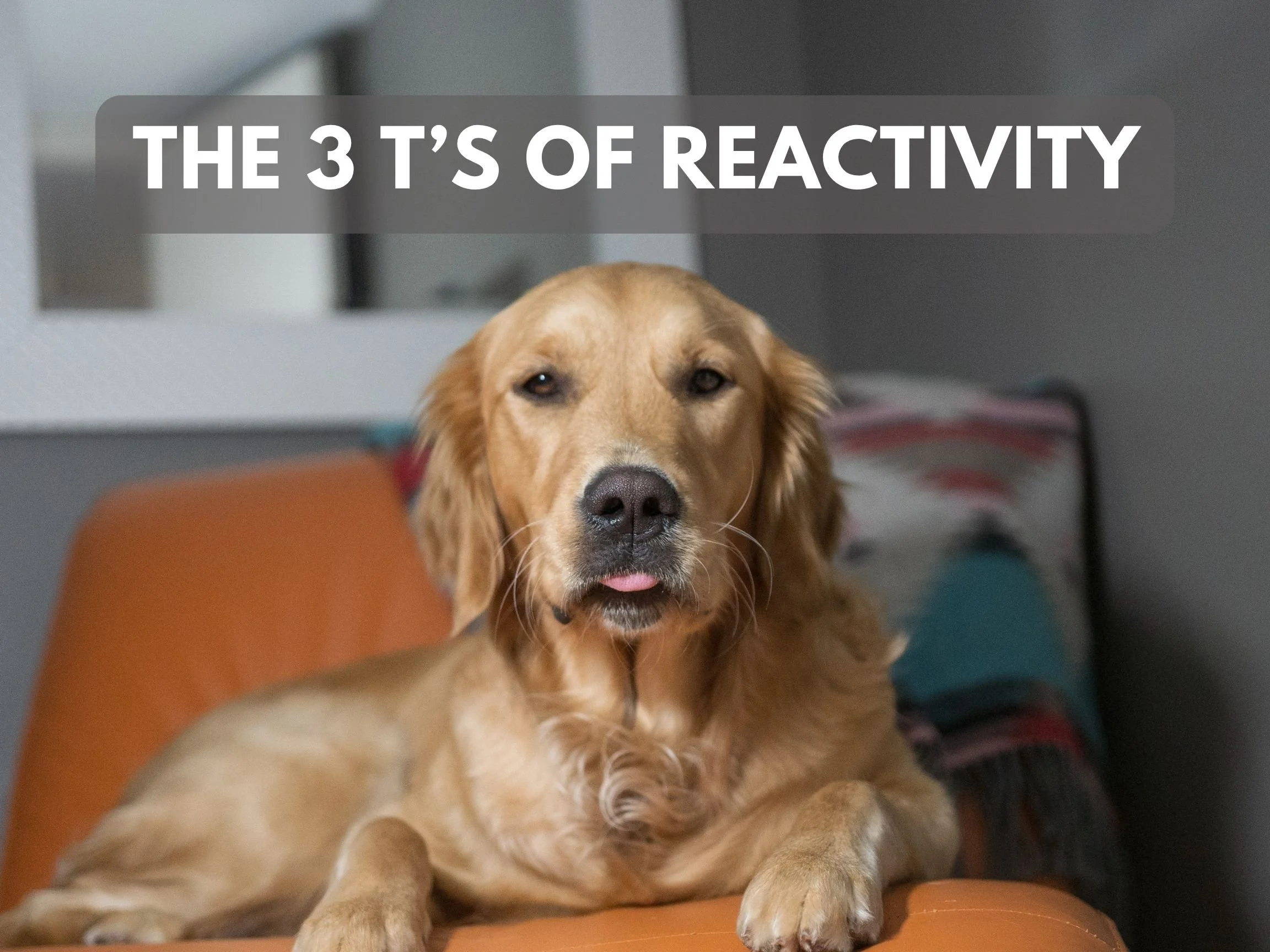 🧠 The 3 T’s of Reactivity