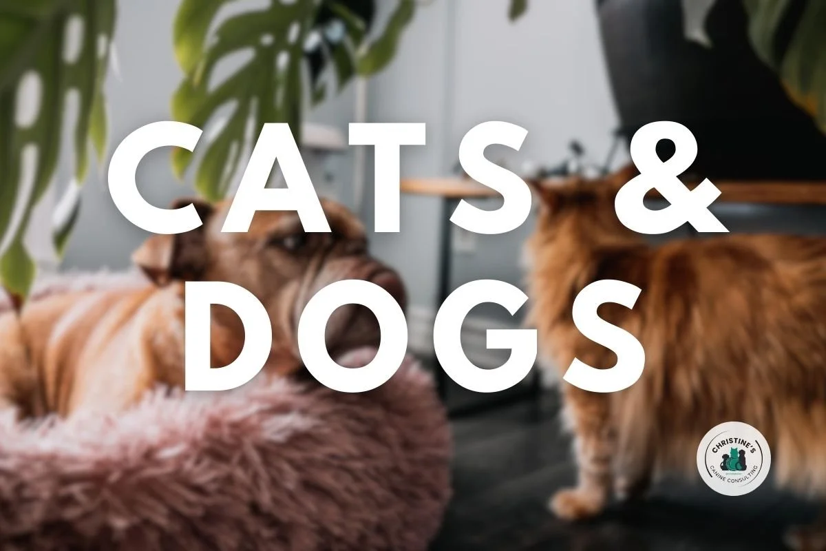 Cats and Dogs.jpg