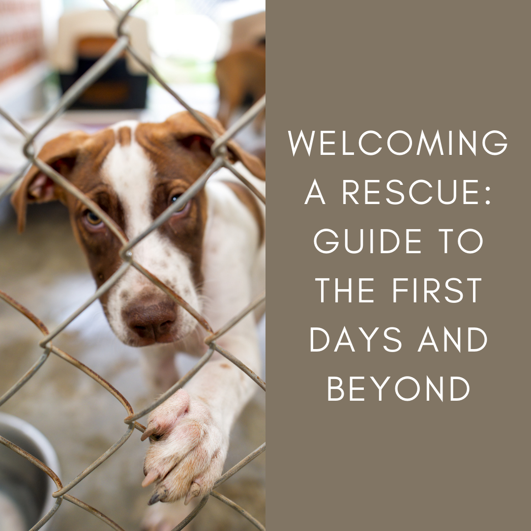 Welcoming a Rescue : the First Days &amp; Beyond